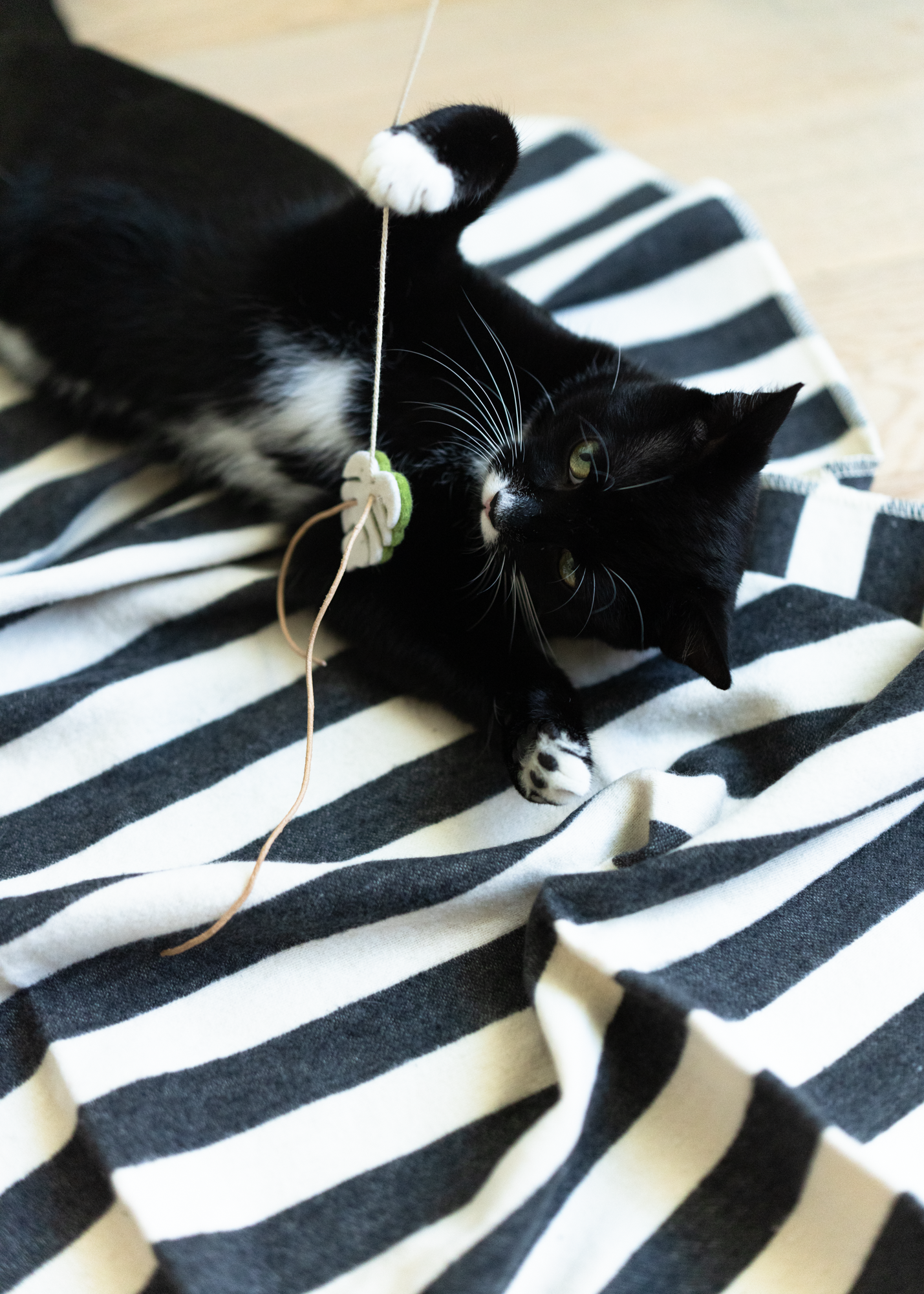 Spielangel monstera dance purrmania
