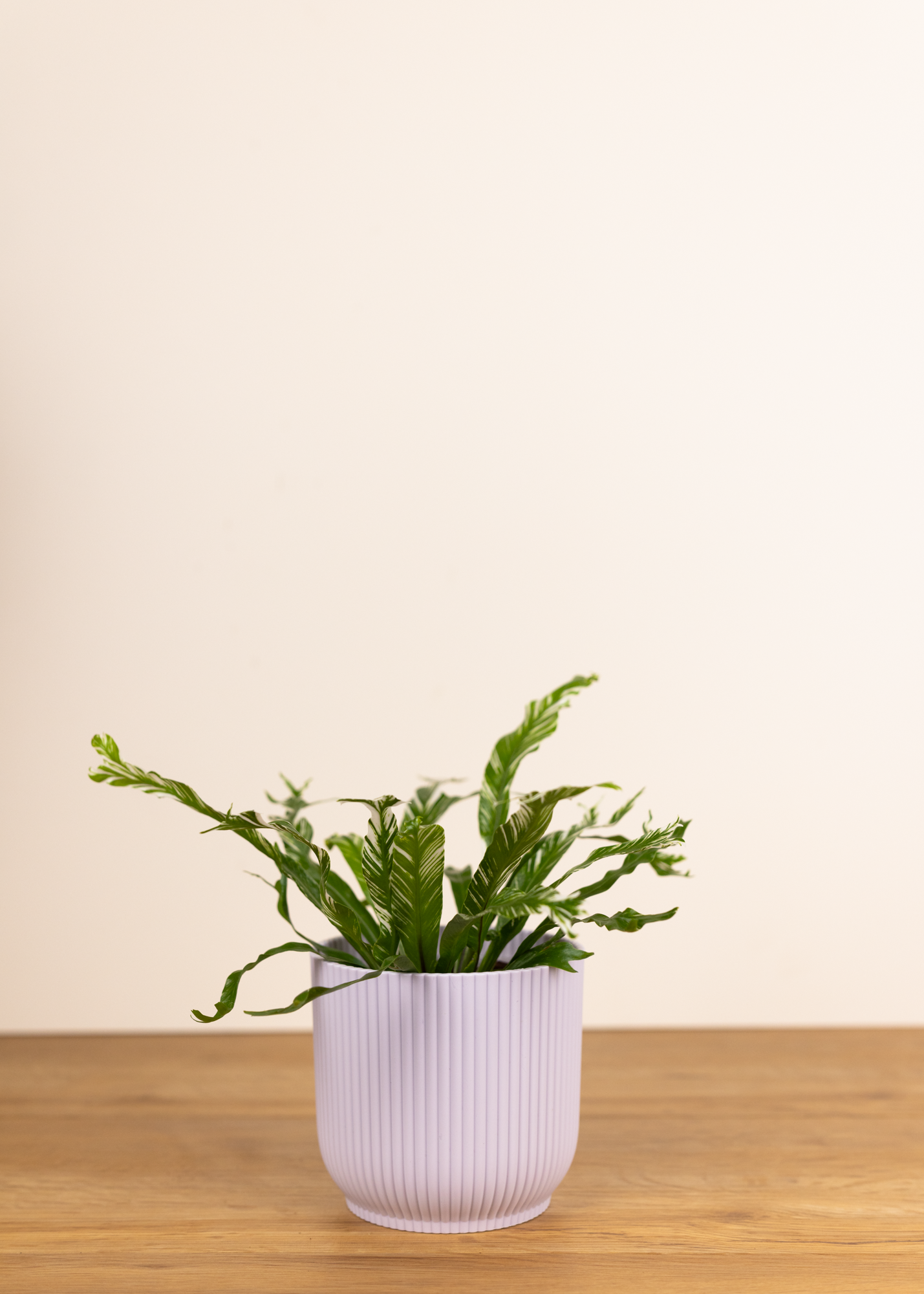 Asplenium australasicum variegata