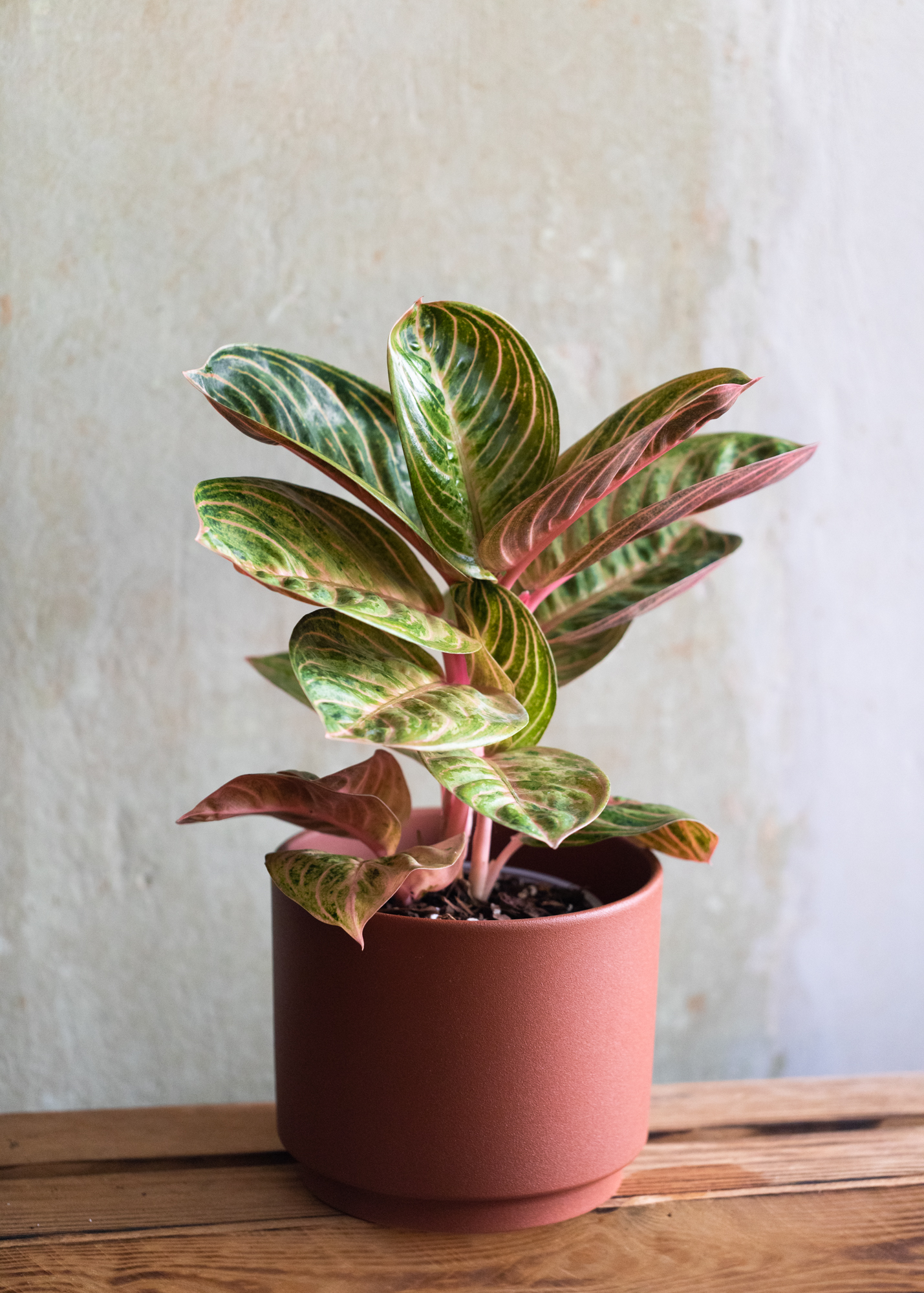 Aglaonema rinjani siam perfect