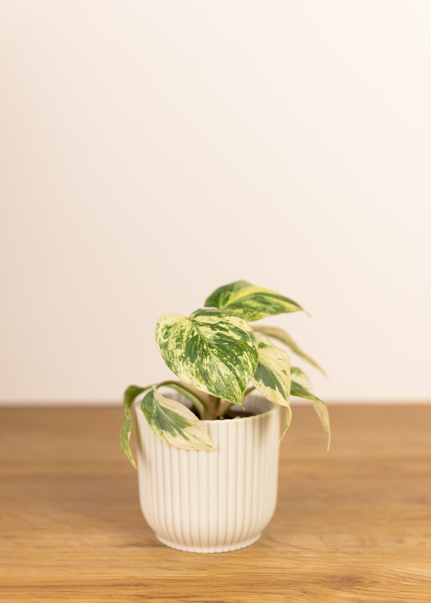 Homalomena rubescens variegata mint