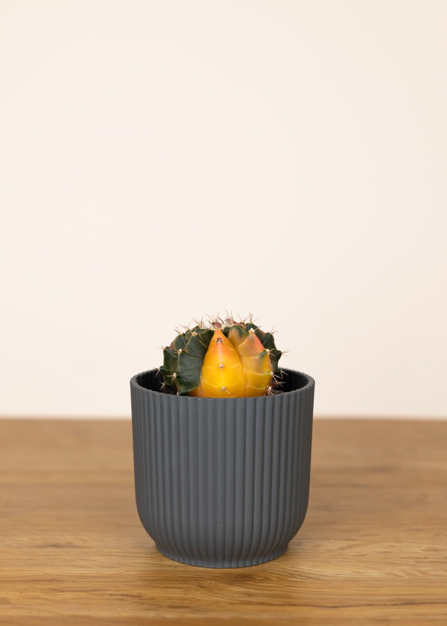 Gymnocalycium Mihanovichii Variegata 1