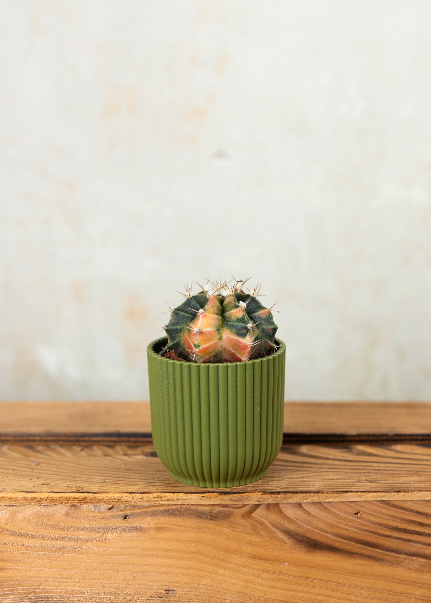 Gymnocalycium Mihanovichii Variegata 3