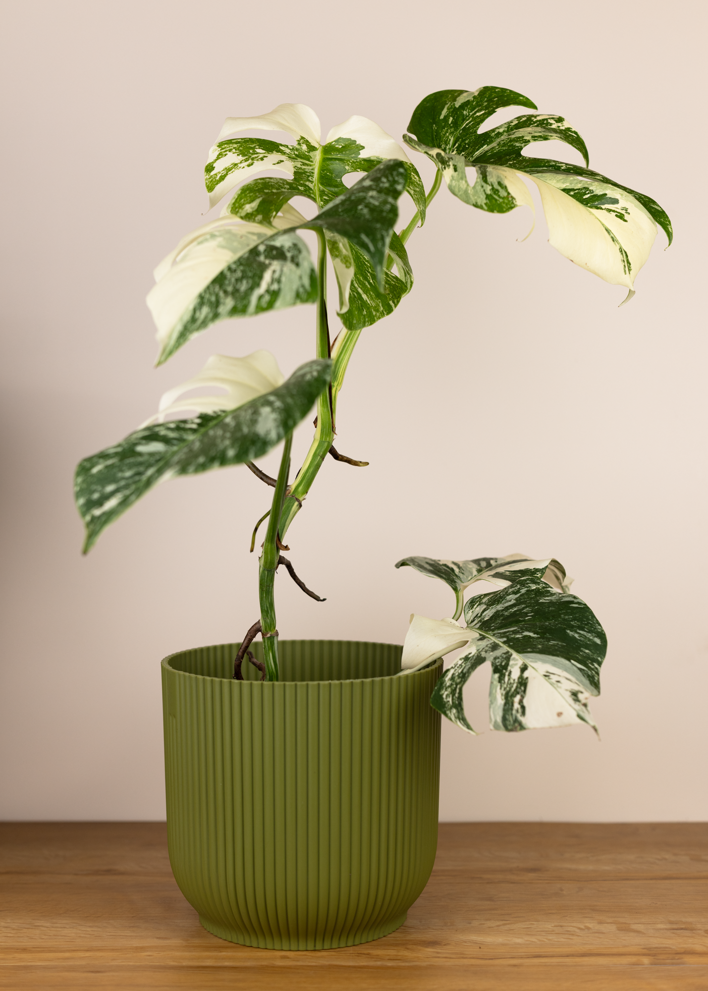 Monstera deliciosa albo variegata 1