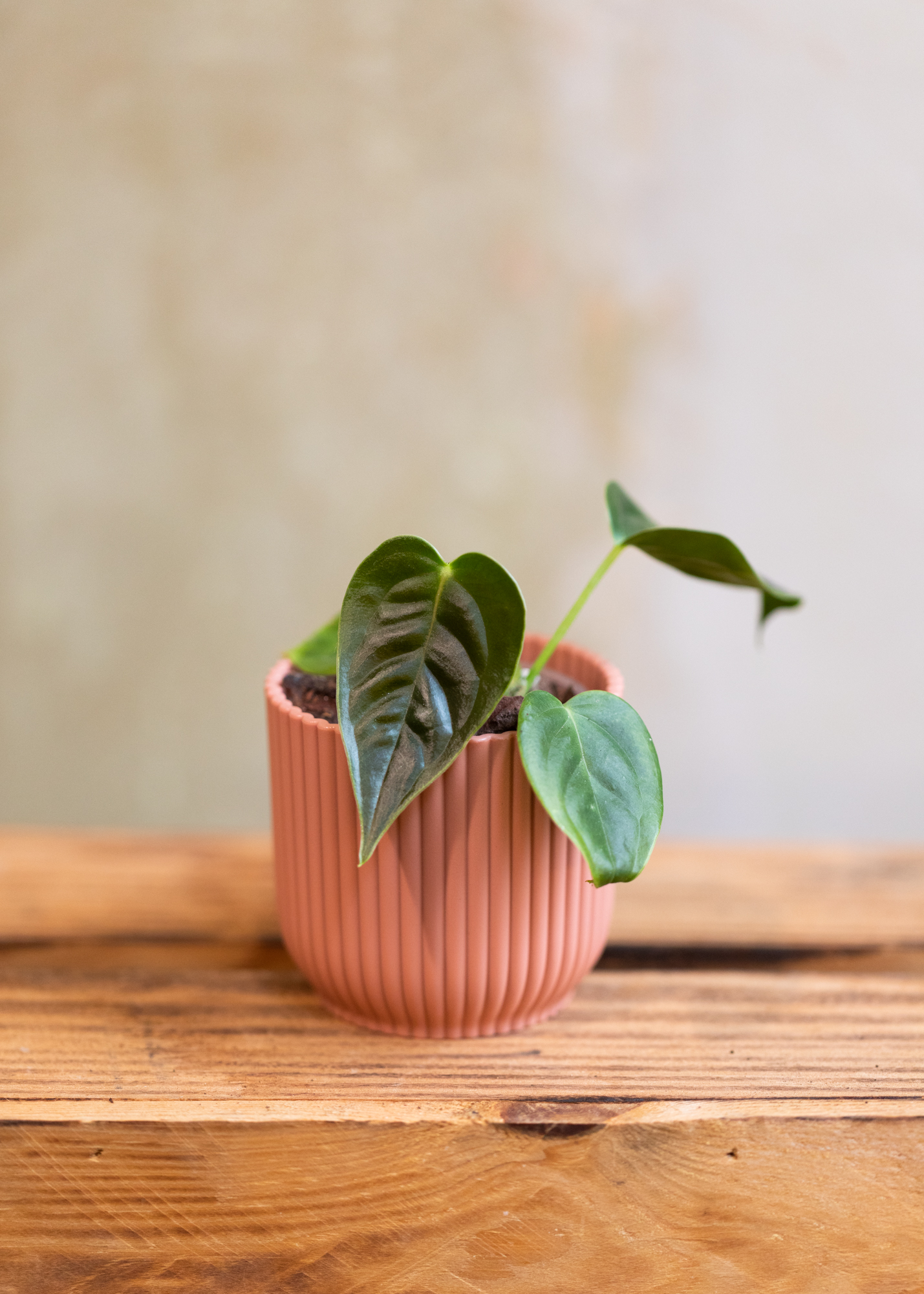 Anthurium Veitchii XS