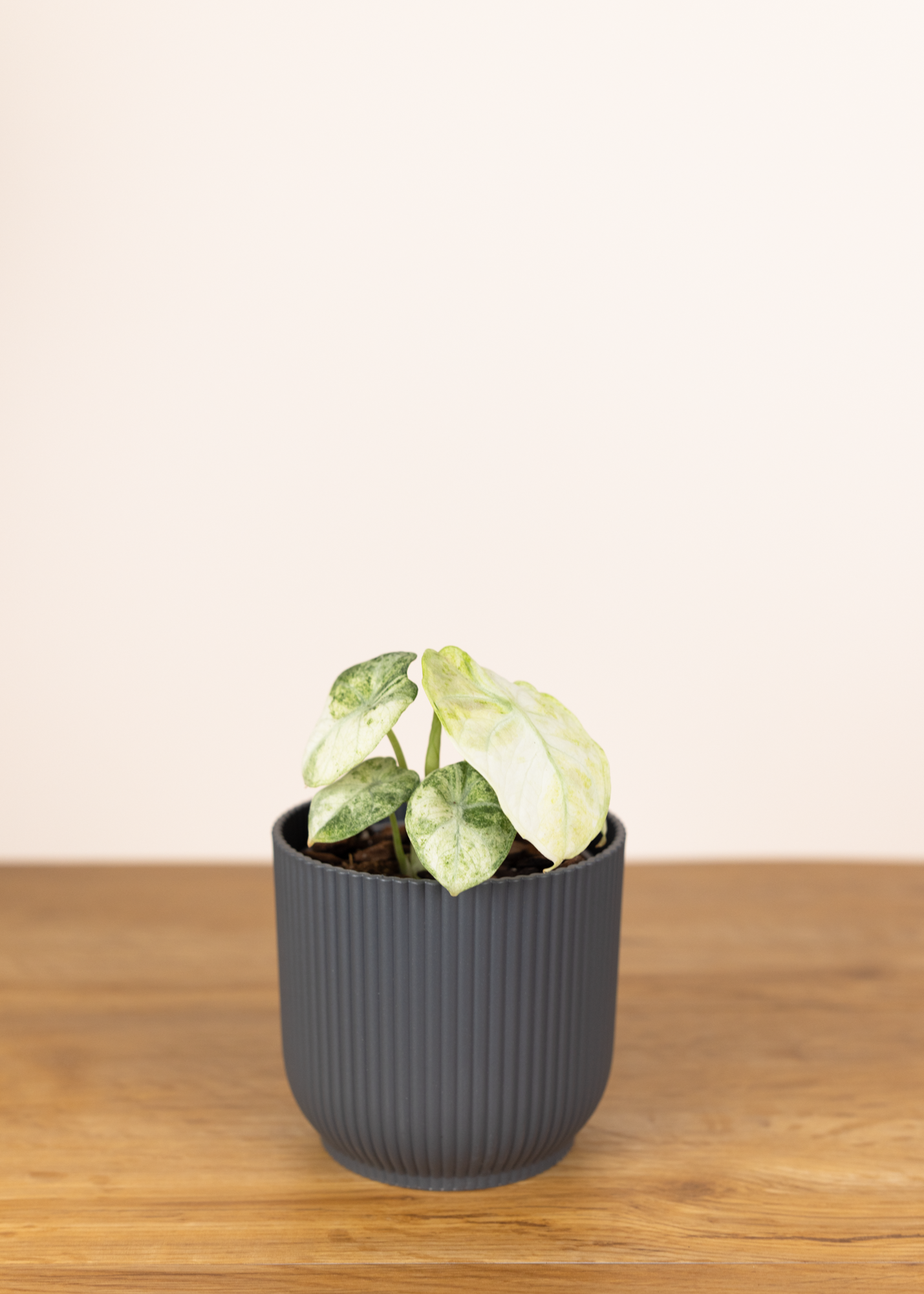 Alocasia ninja tricolor