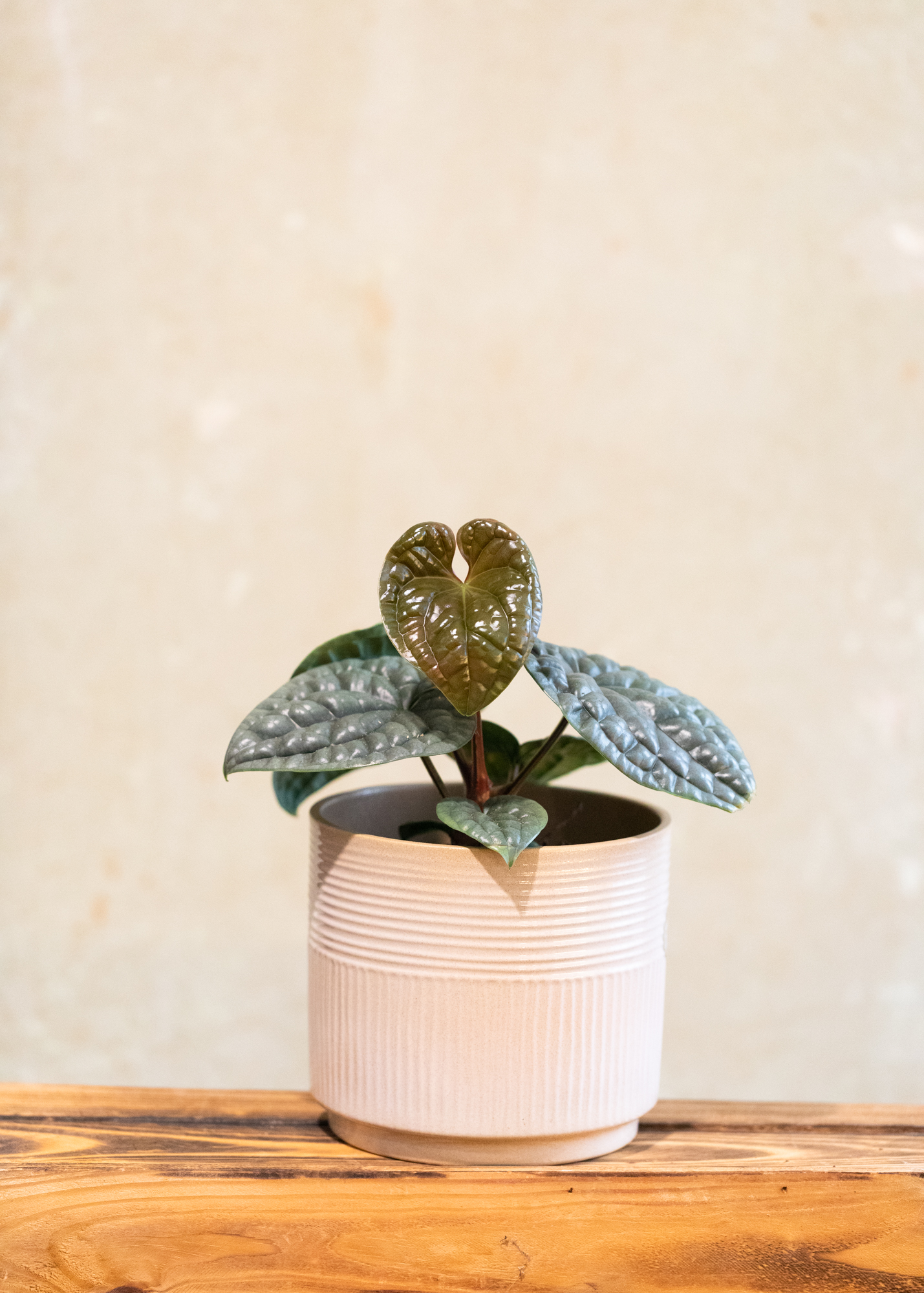 Anthurium Luxurians M