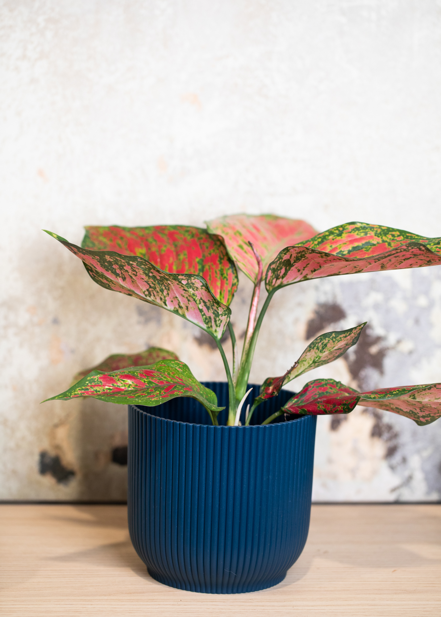 Aglaonema coral red