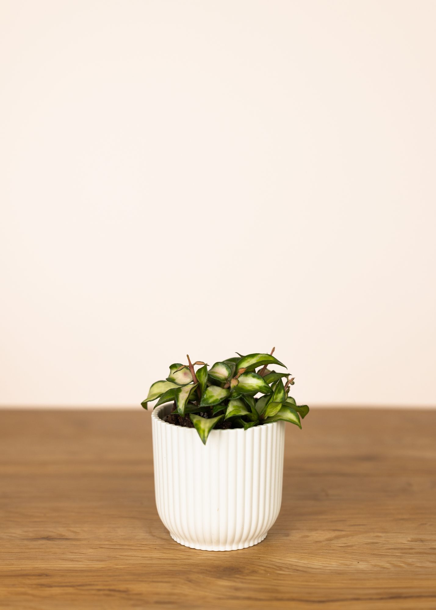 Hoya lacunosa variegata sp. bruno