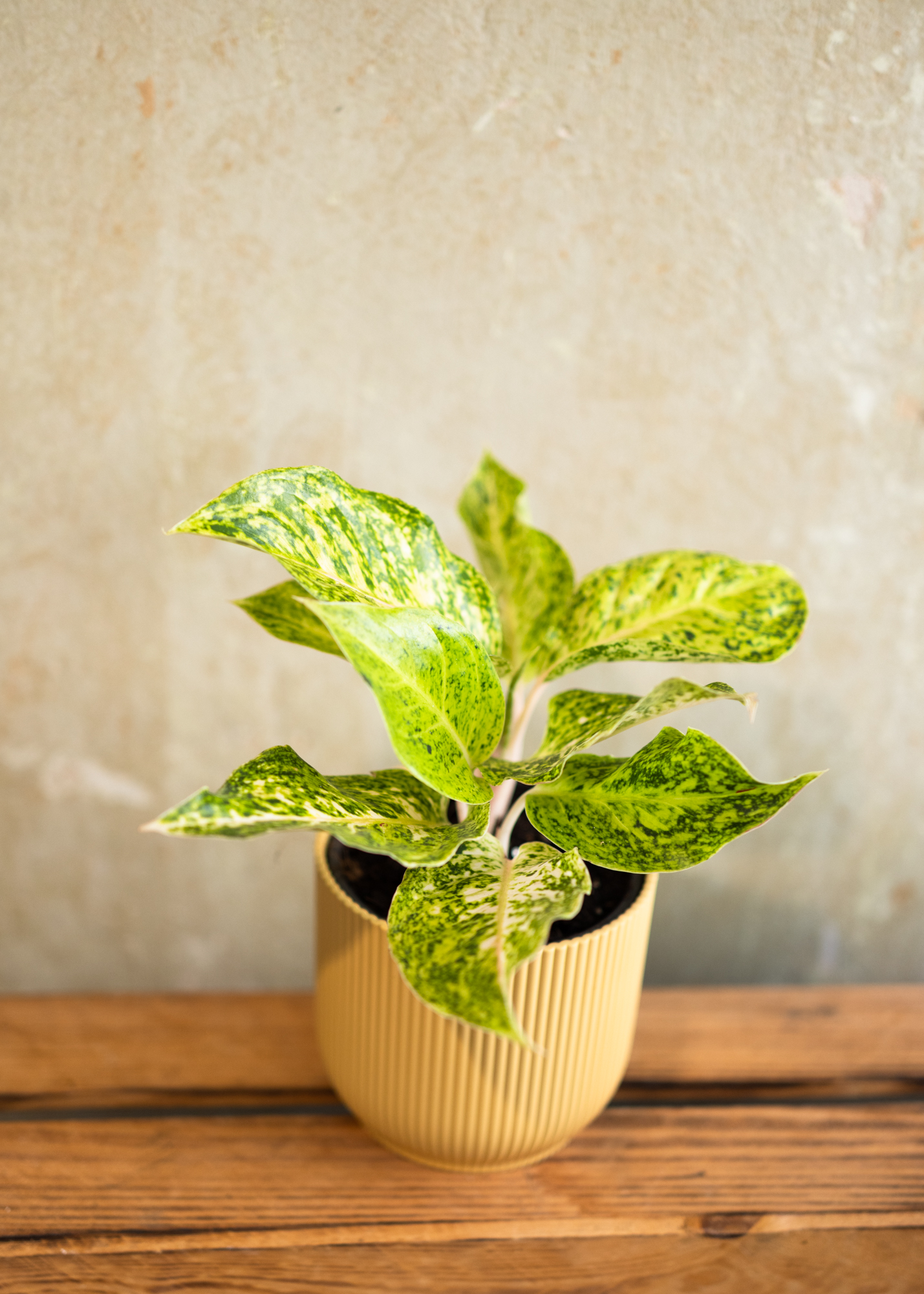 Aglaonema white laksap Aglaonema white laksap