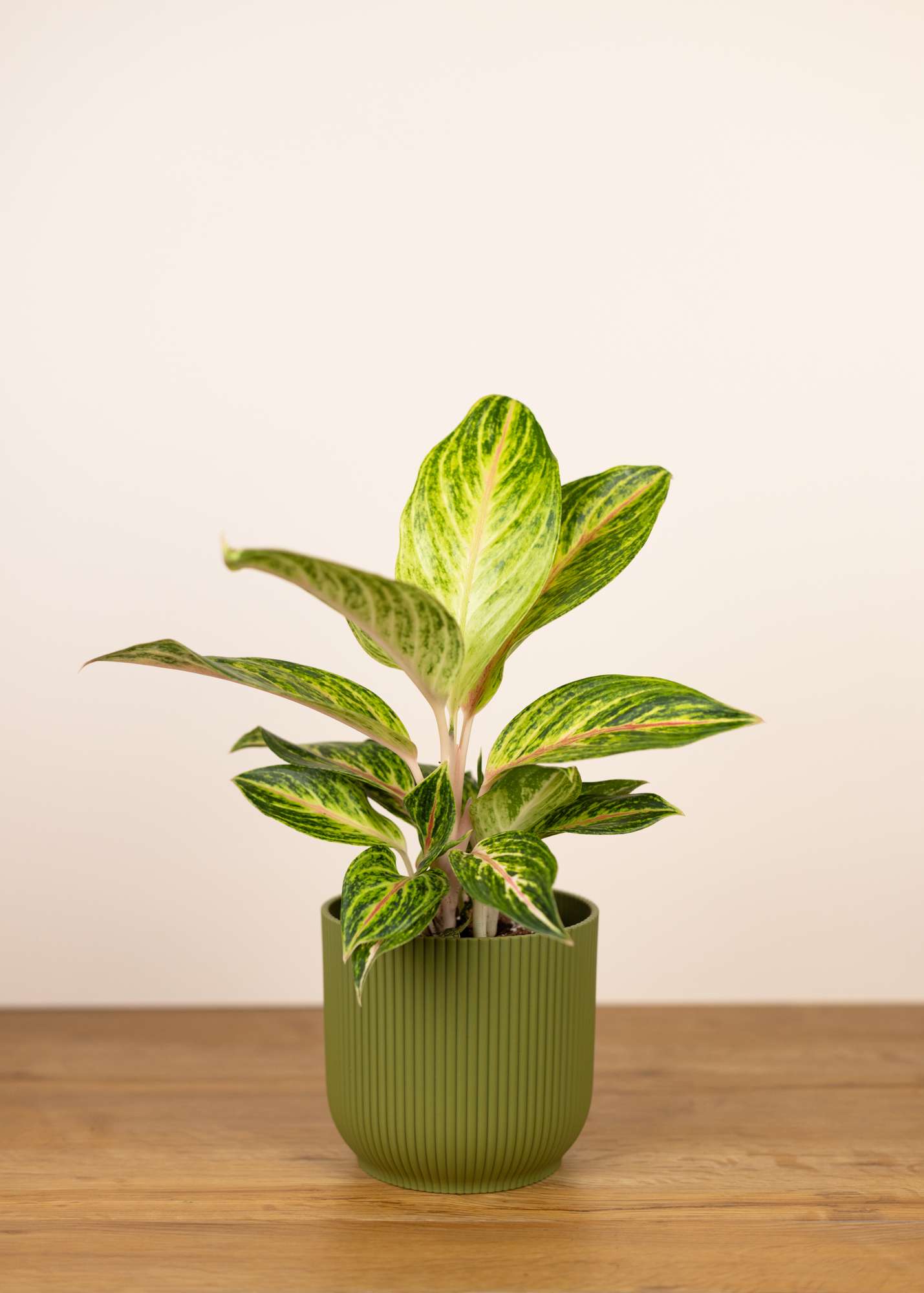 Aglaonema NoID 2