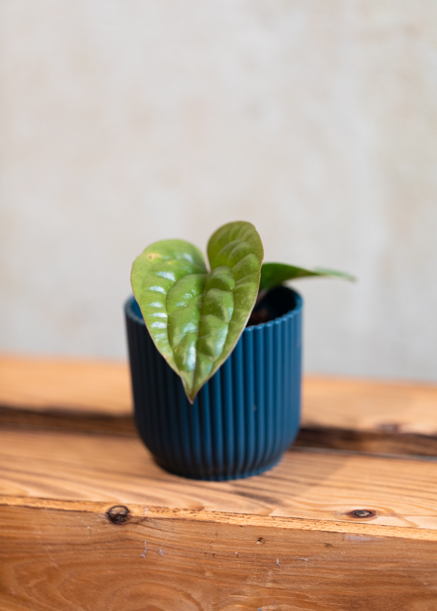 Anthurium Luxurians x Radicans