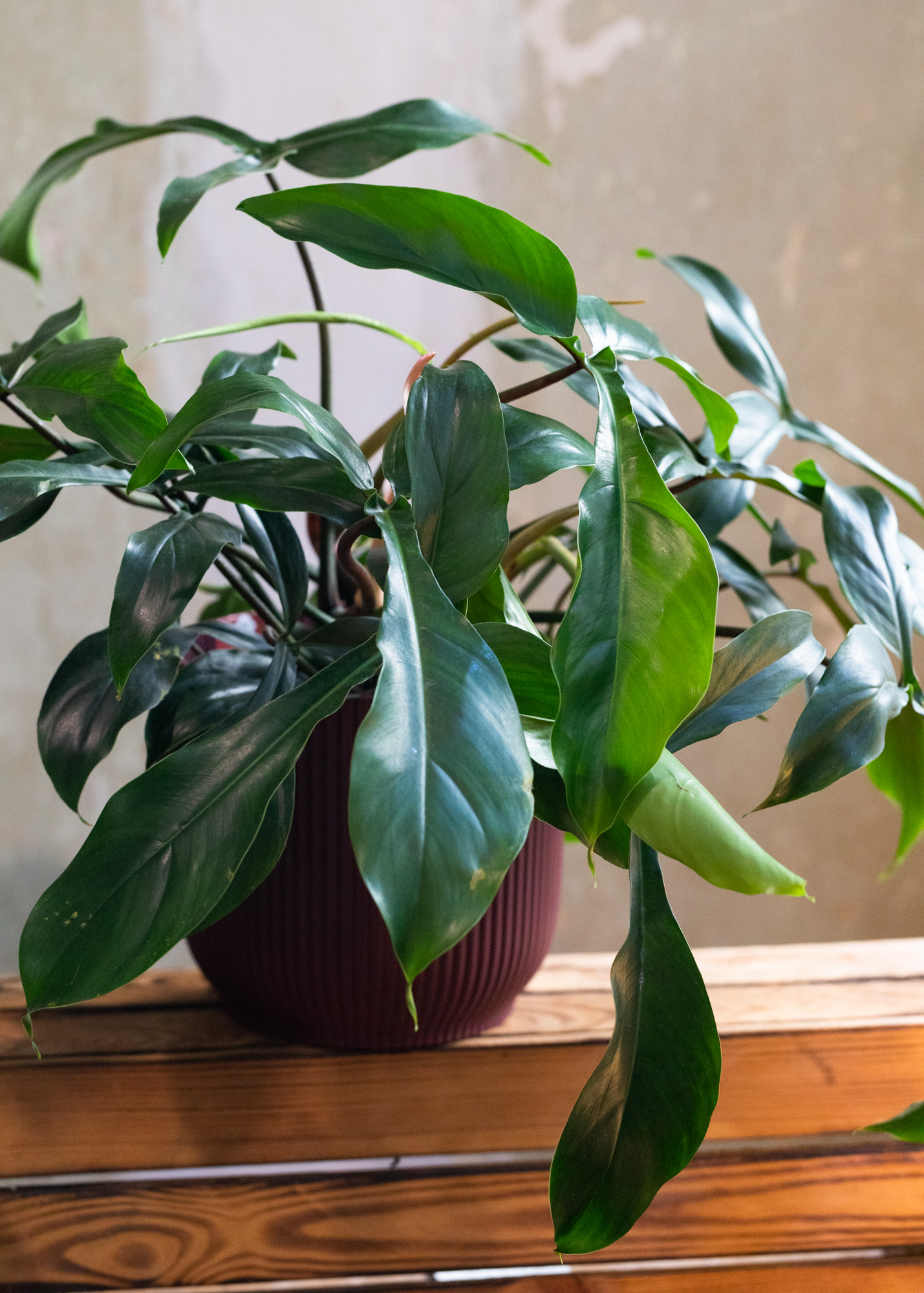 Philodendron 69686