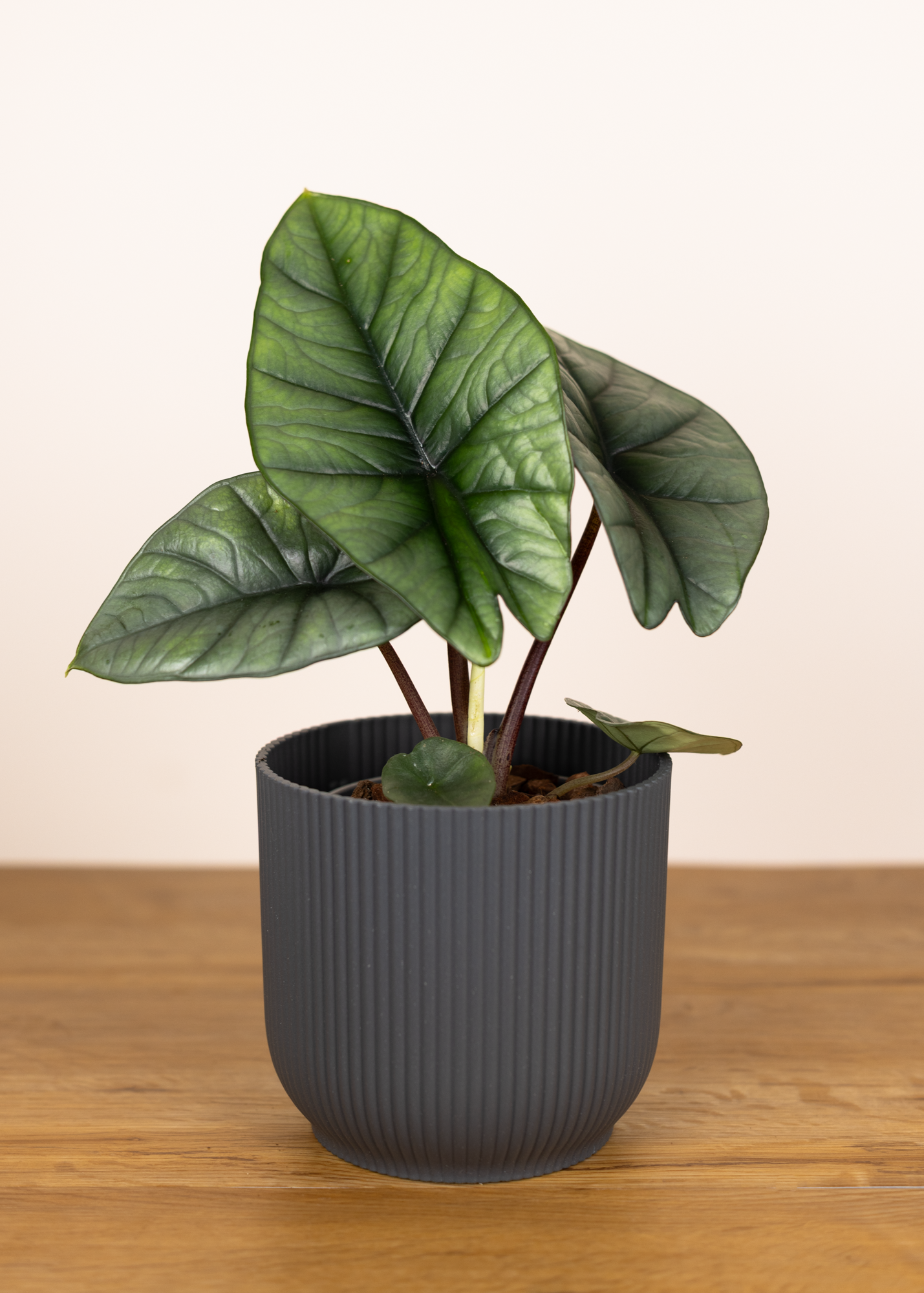 Alocasia Platinum