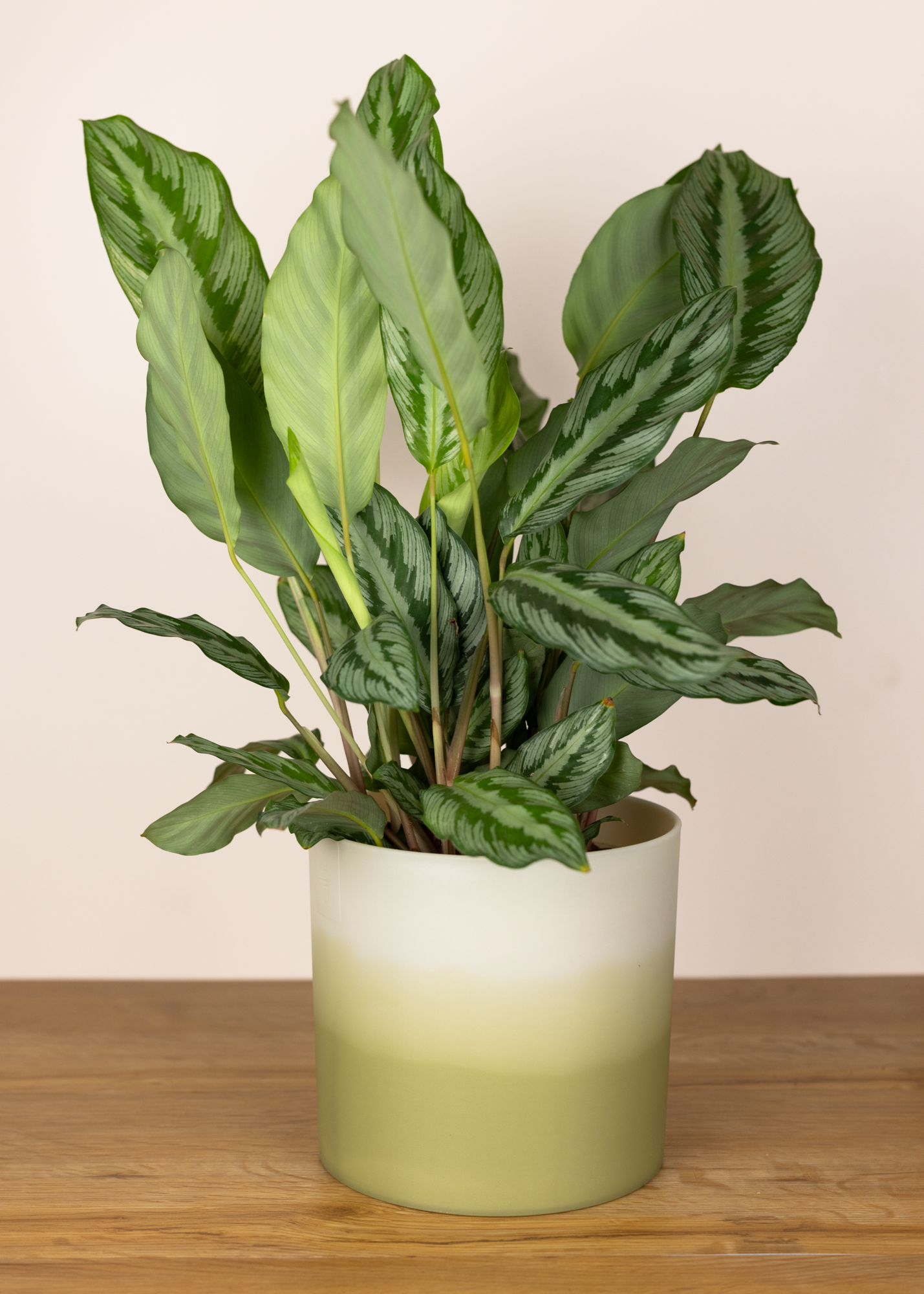 Calathea (Goeppertia) undulata hybrid