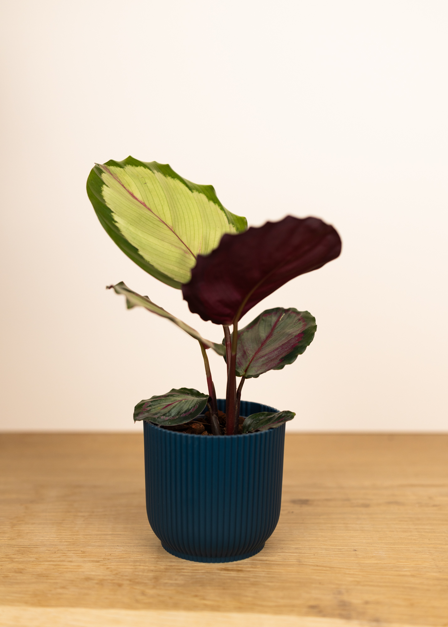 Calathea (Goeppertia) roseopicta corona