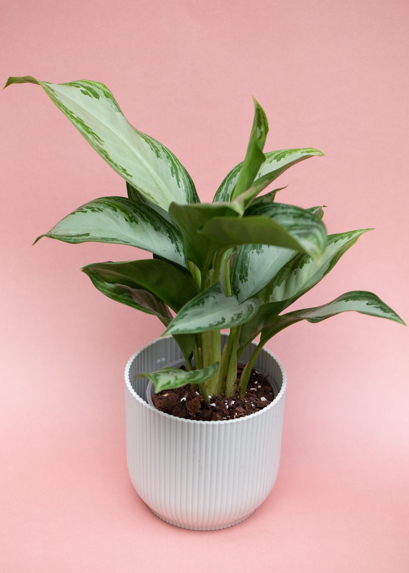 Aglaonema Silver Bay 