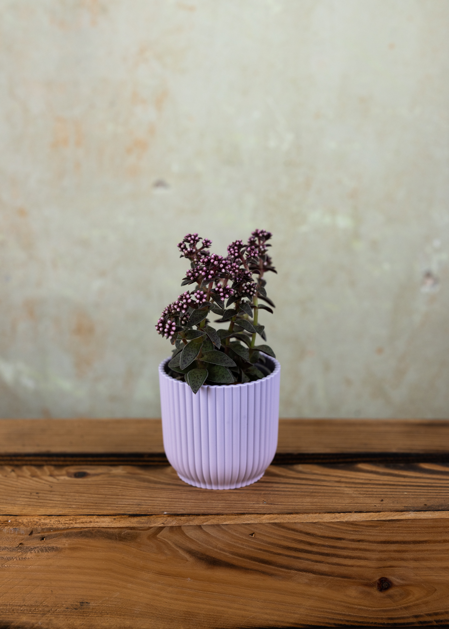 Crassula exilis picturata Crassula exilis picturata