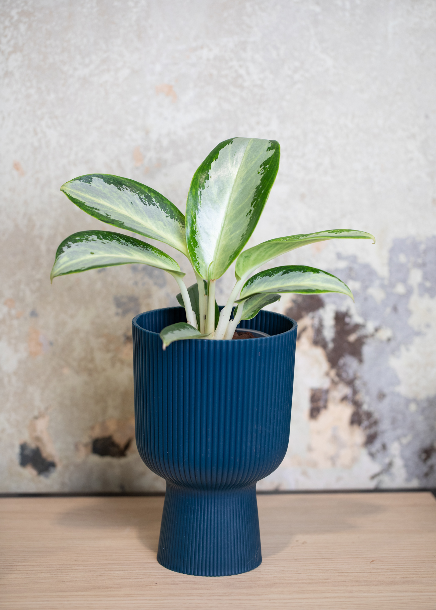 Aglaonema silver blue