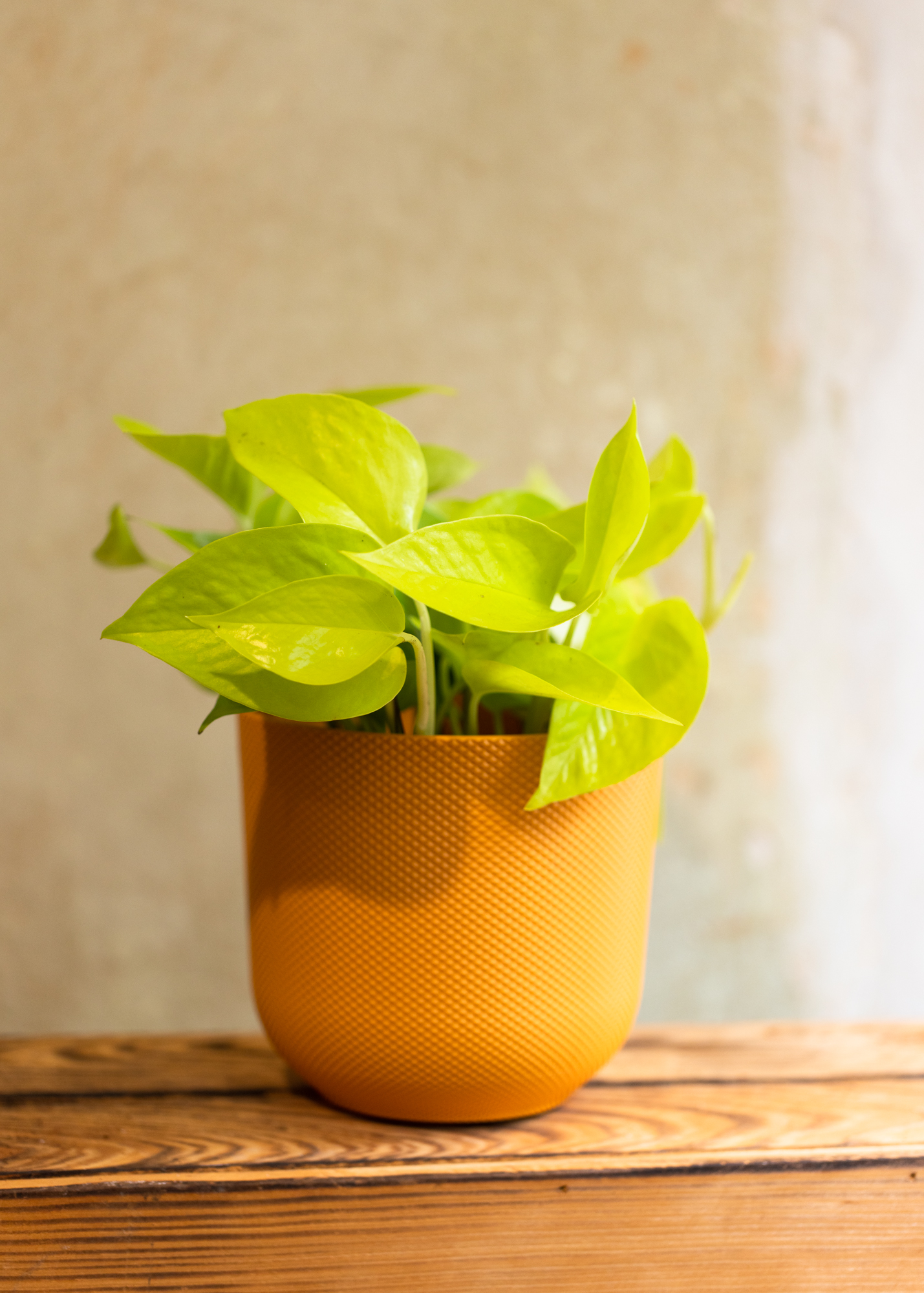 Epipremnum Aureum Neon