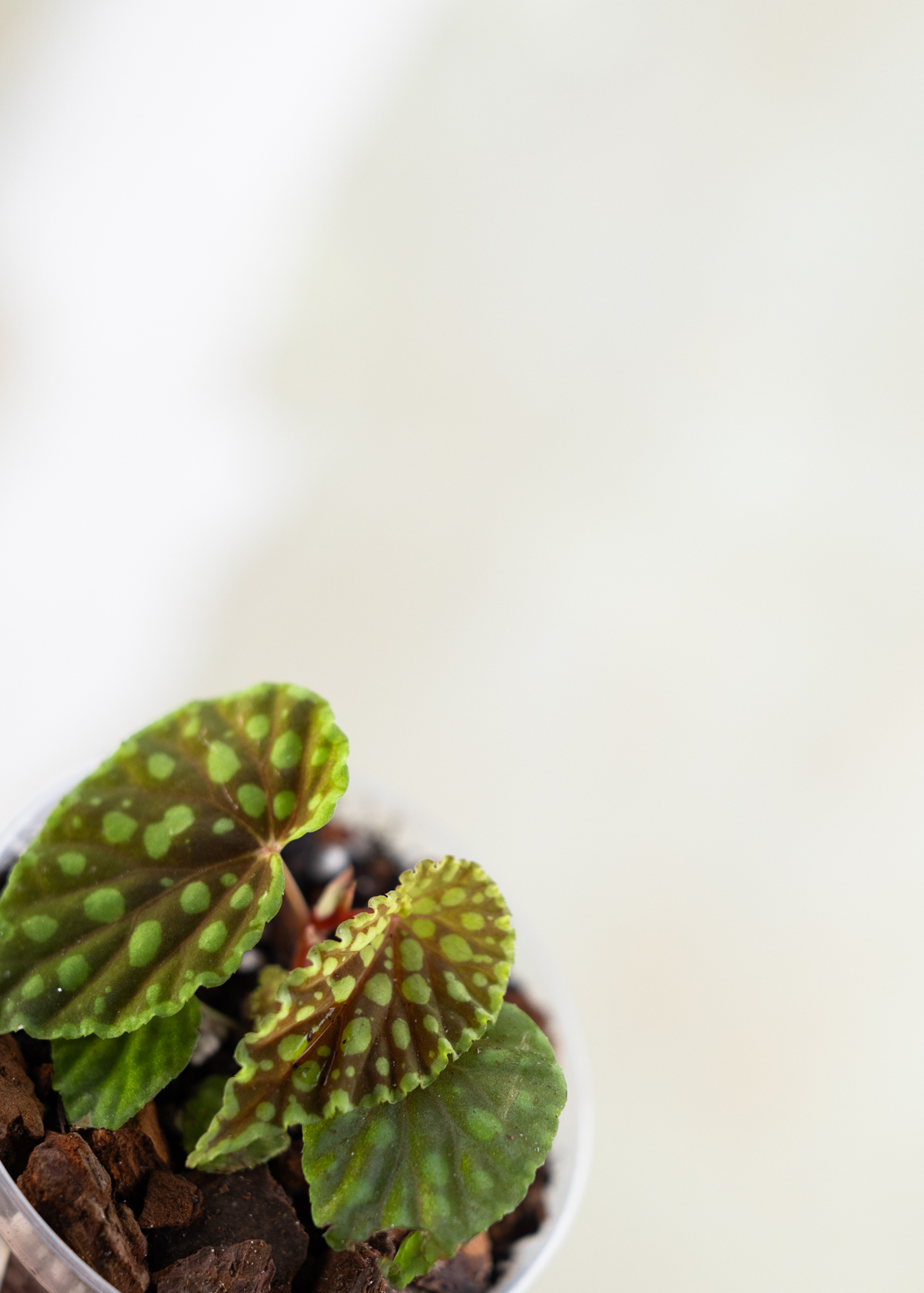 Begonia Chlorosticta