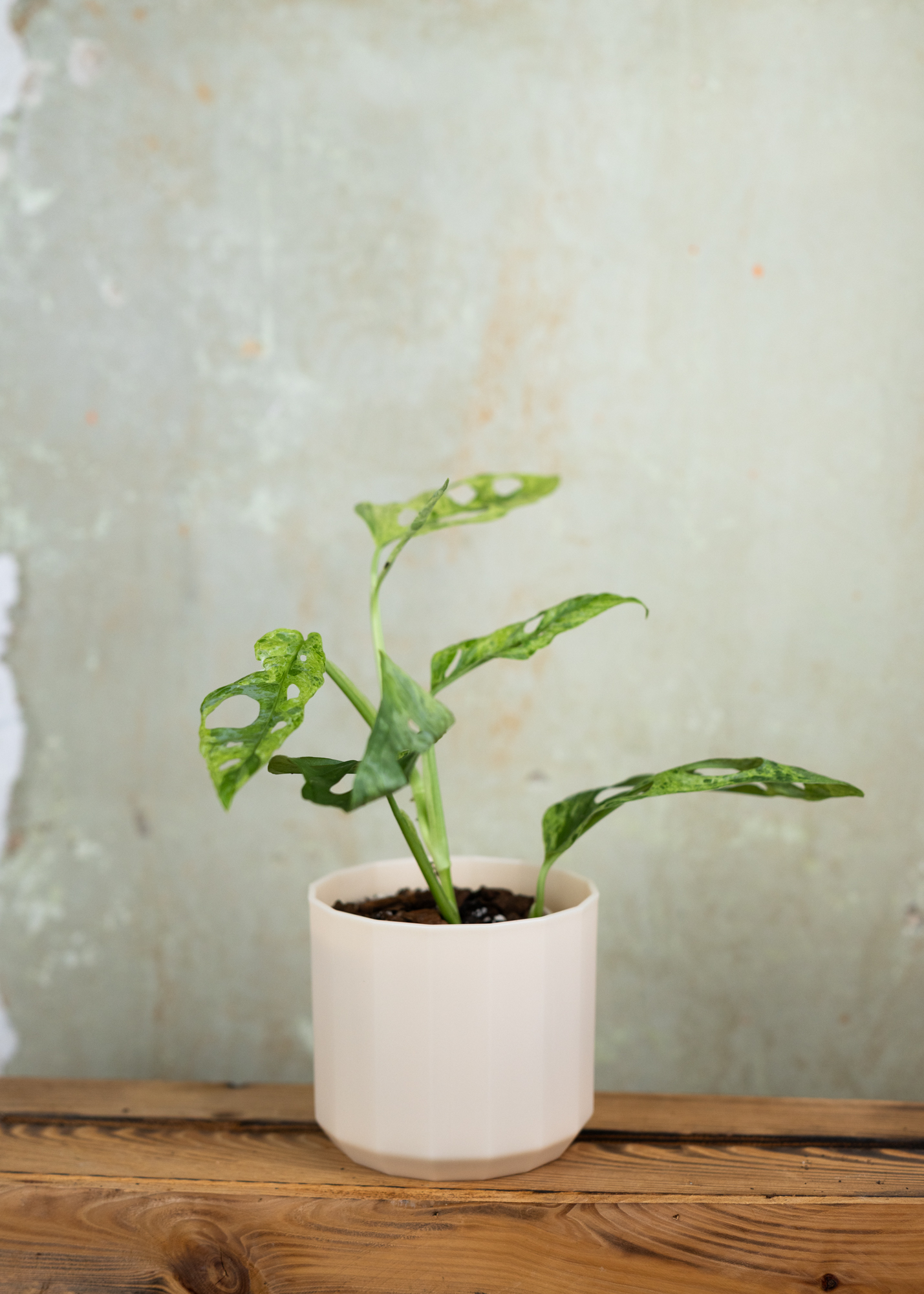 Monstera Adansonii Variegata 'Indonesian Marble'