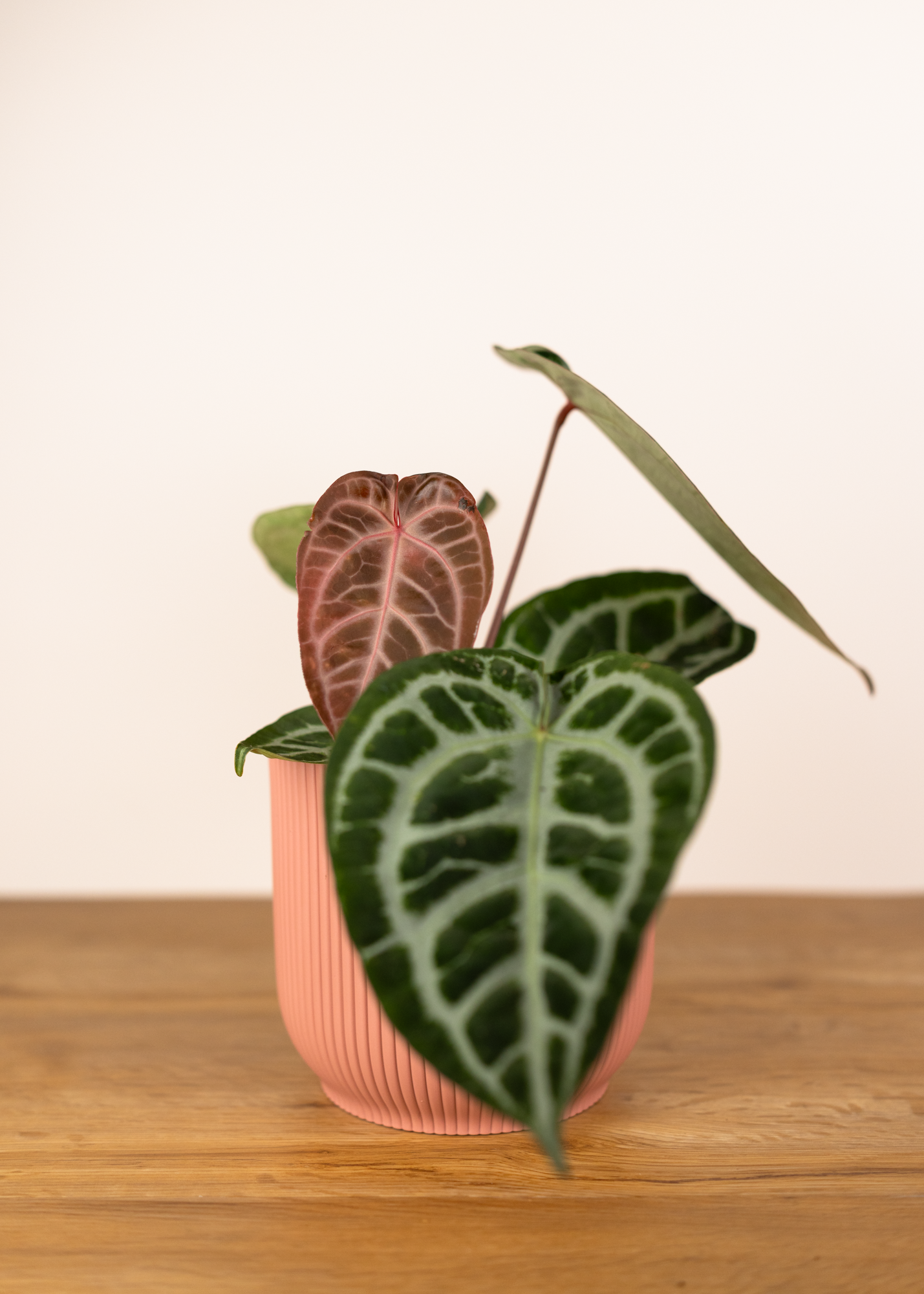 Anthurium crystallinum red blush