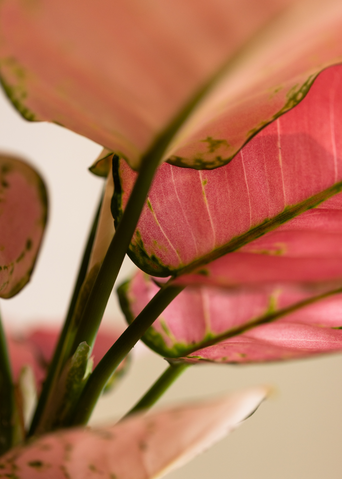 Aglaonema pink anyamanee