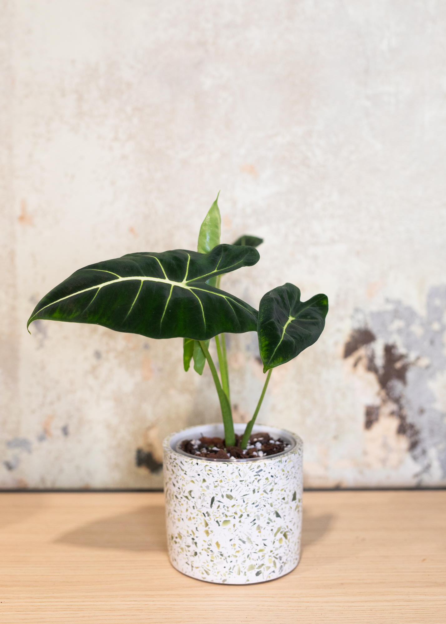 Alocasia micholitziana maxkowskii 