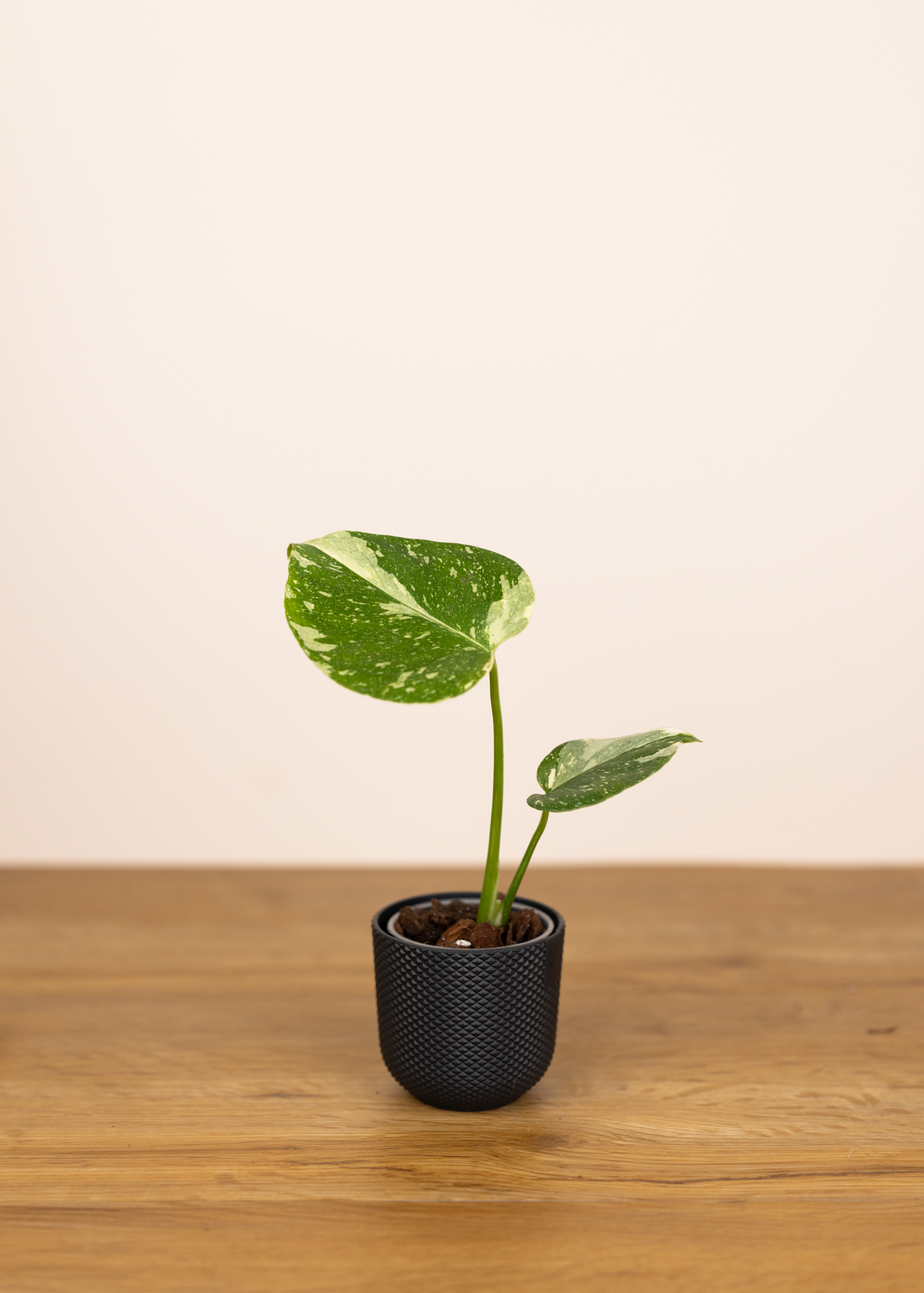Monstera deliciosa thai constellation XS