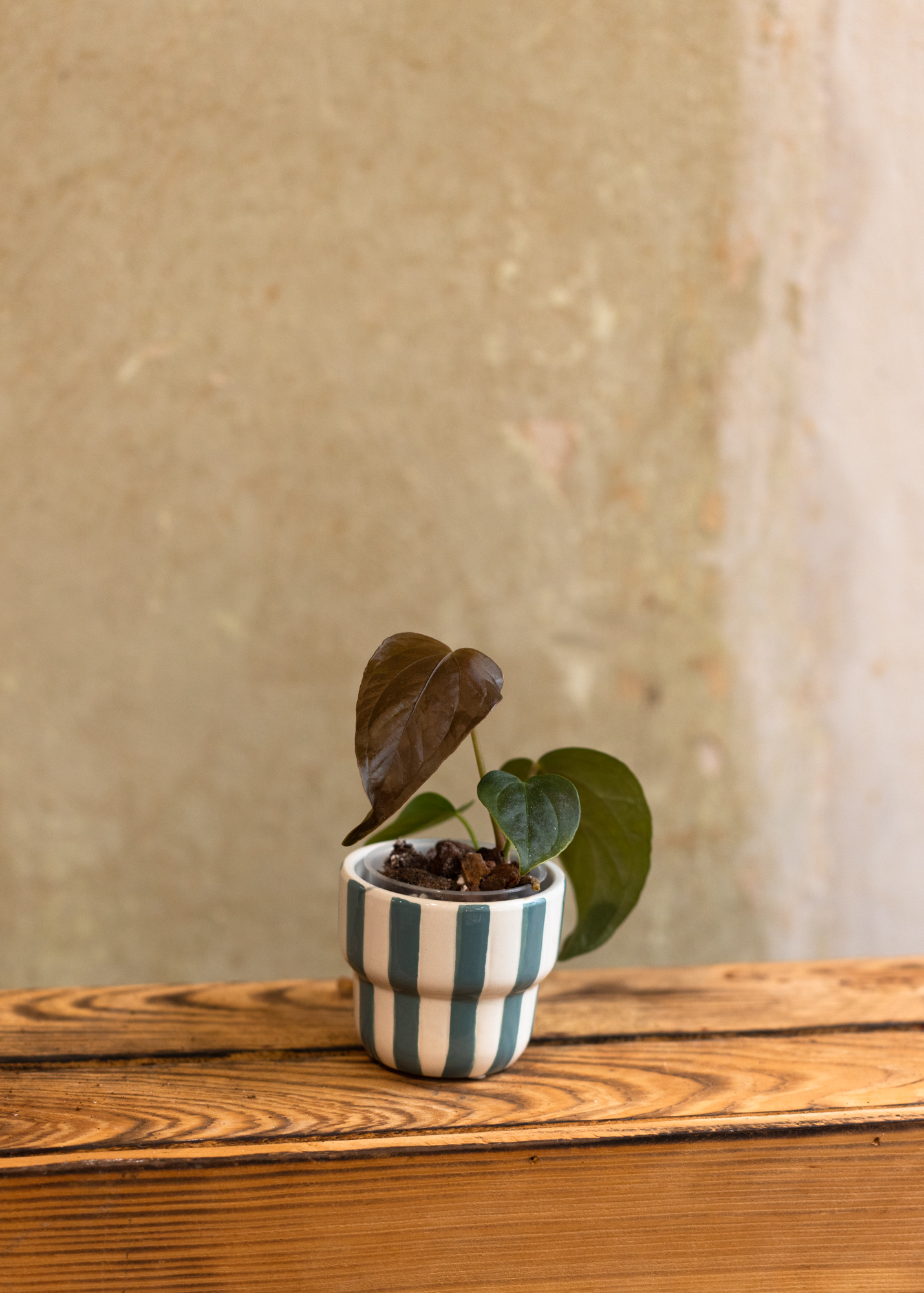 Anthurium Queen of Hearts XS