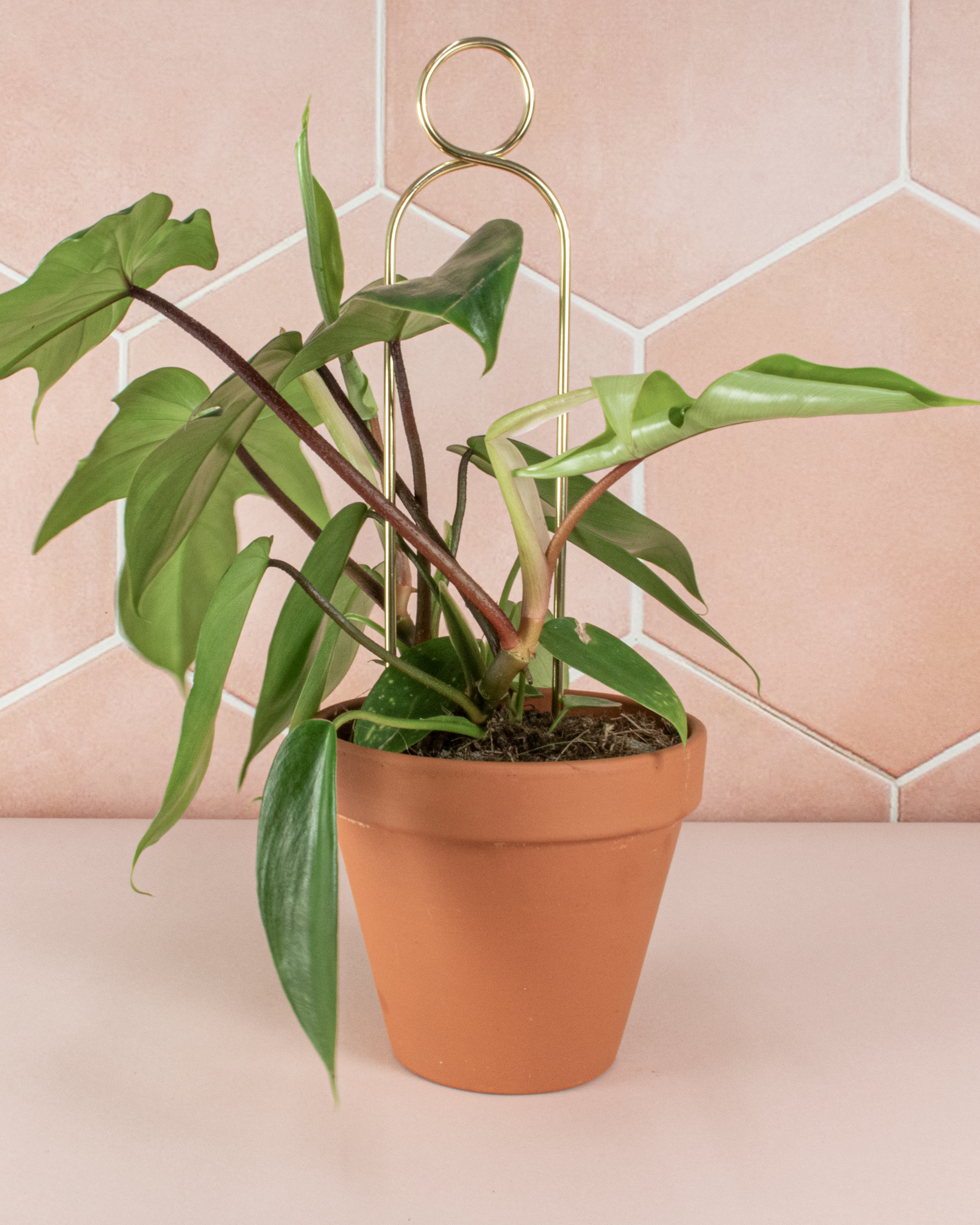 Rankhilfe gold pompom