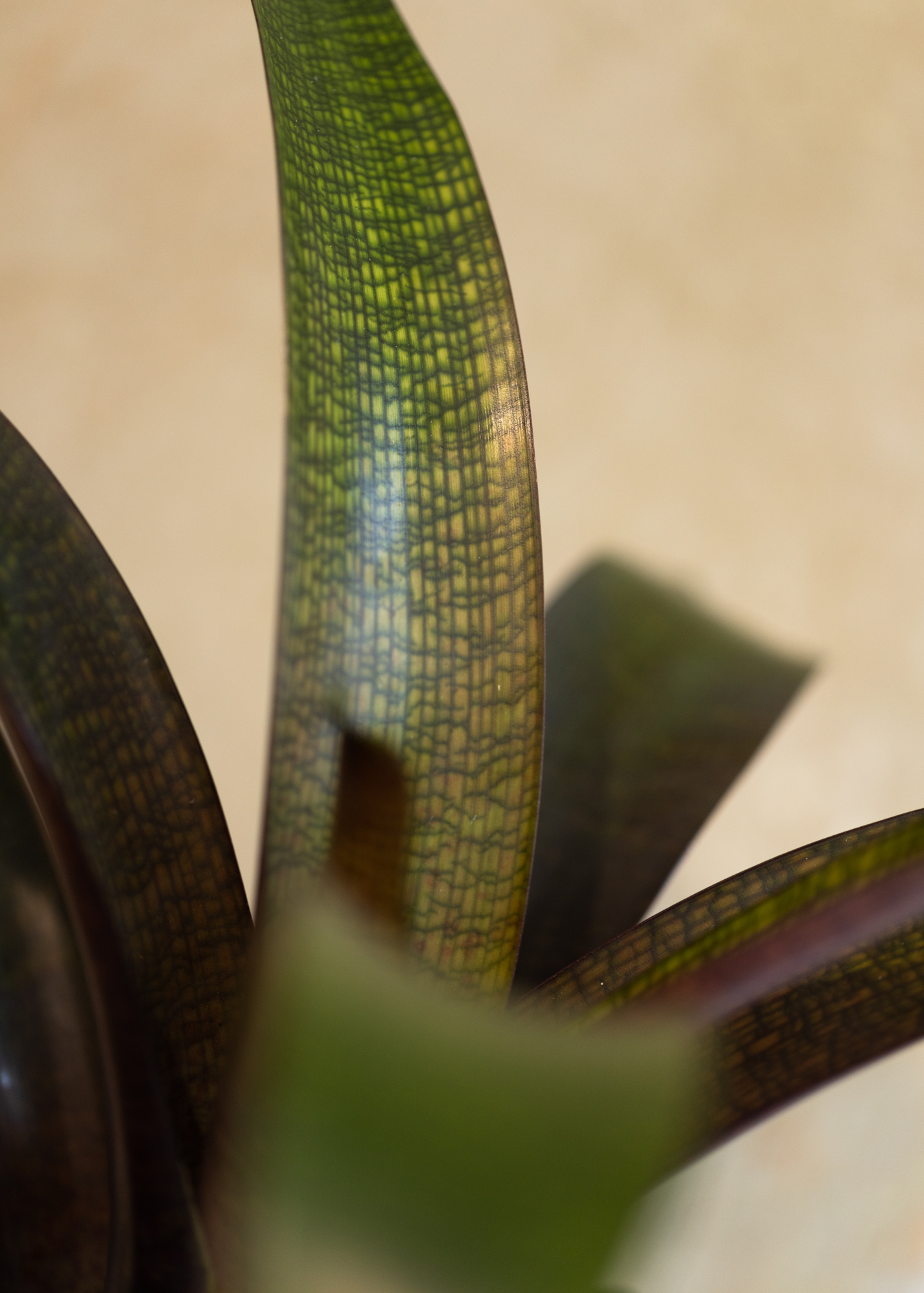 Vriesea tropical night