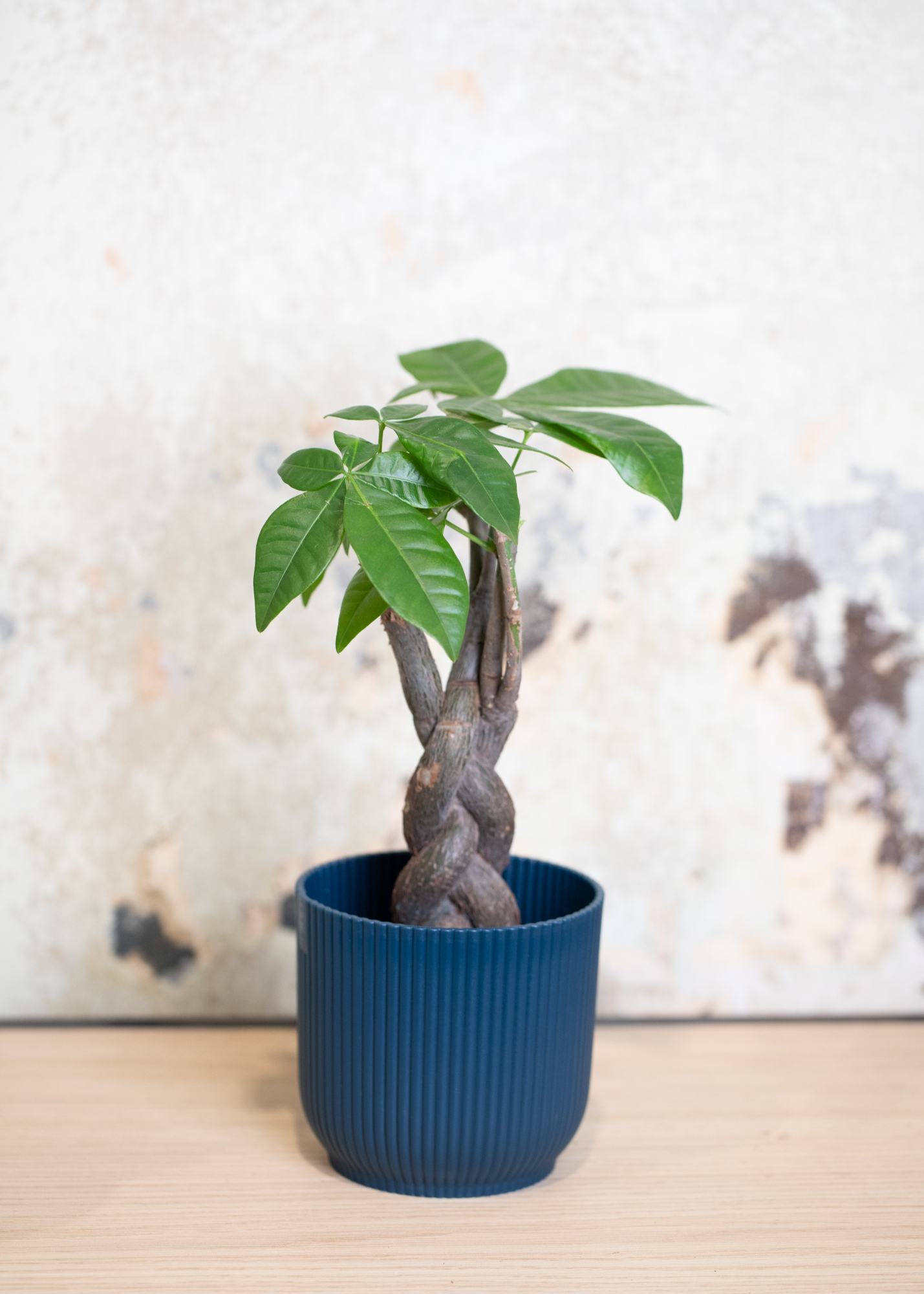 Pachira Aquatica Bonsai