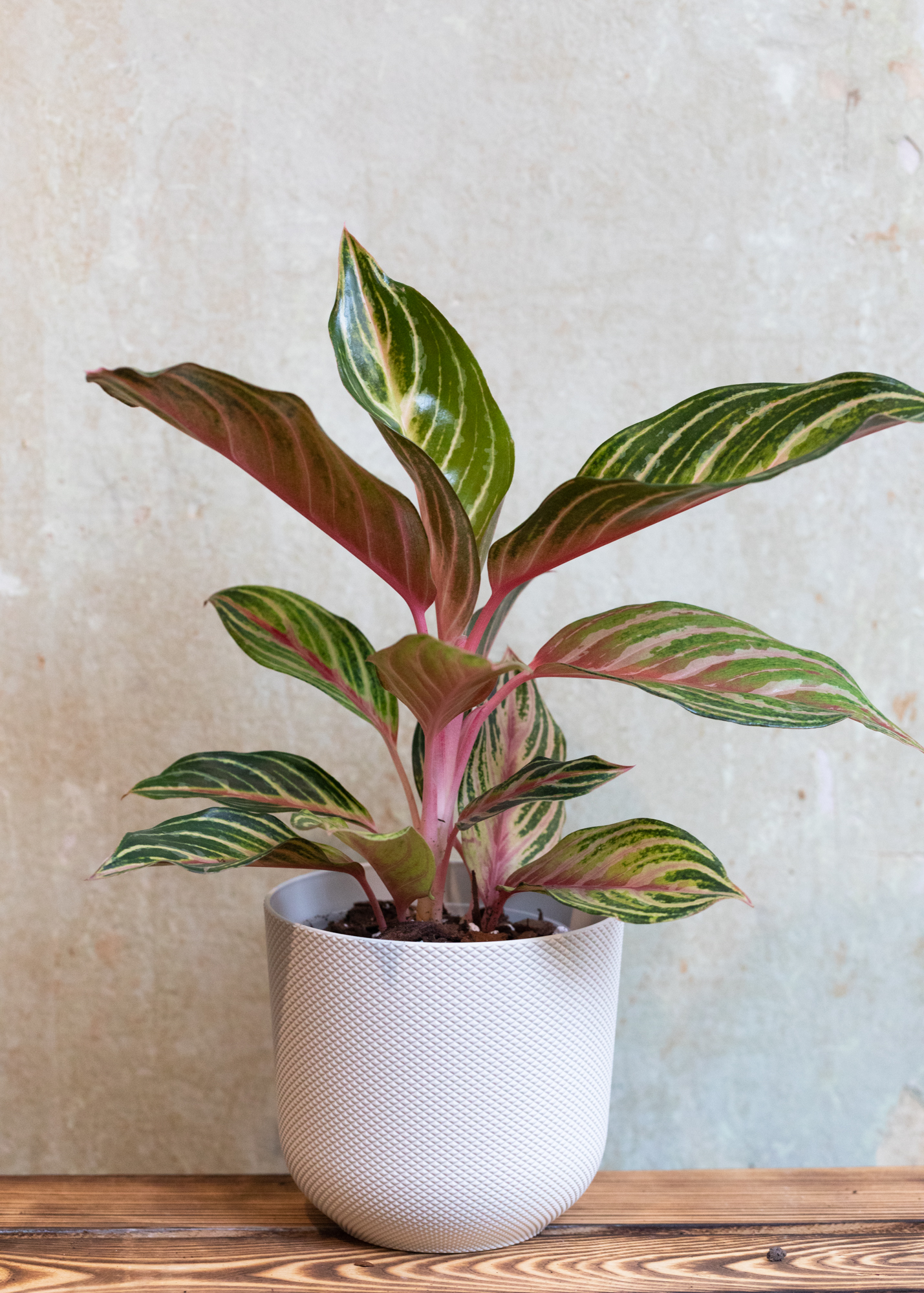 Aglaonema Dreamcatcher