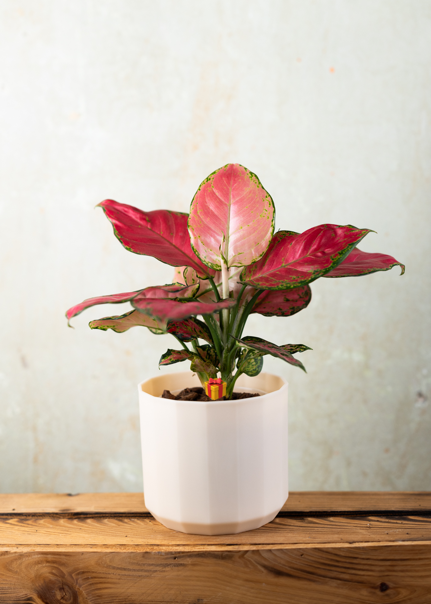 Aglaonema pink anyamanee