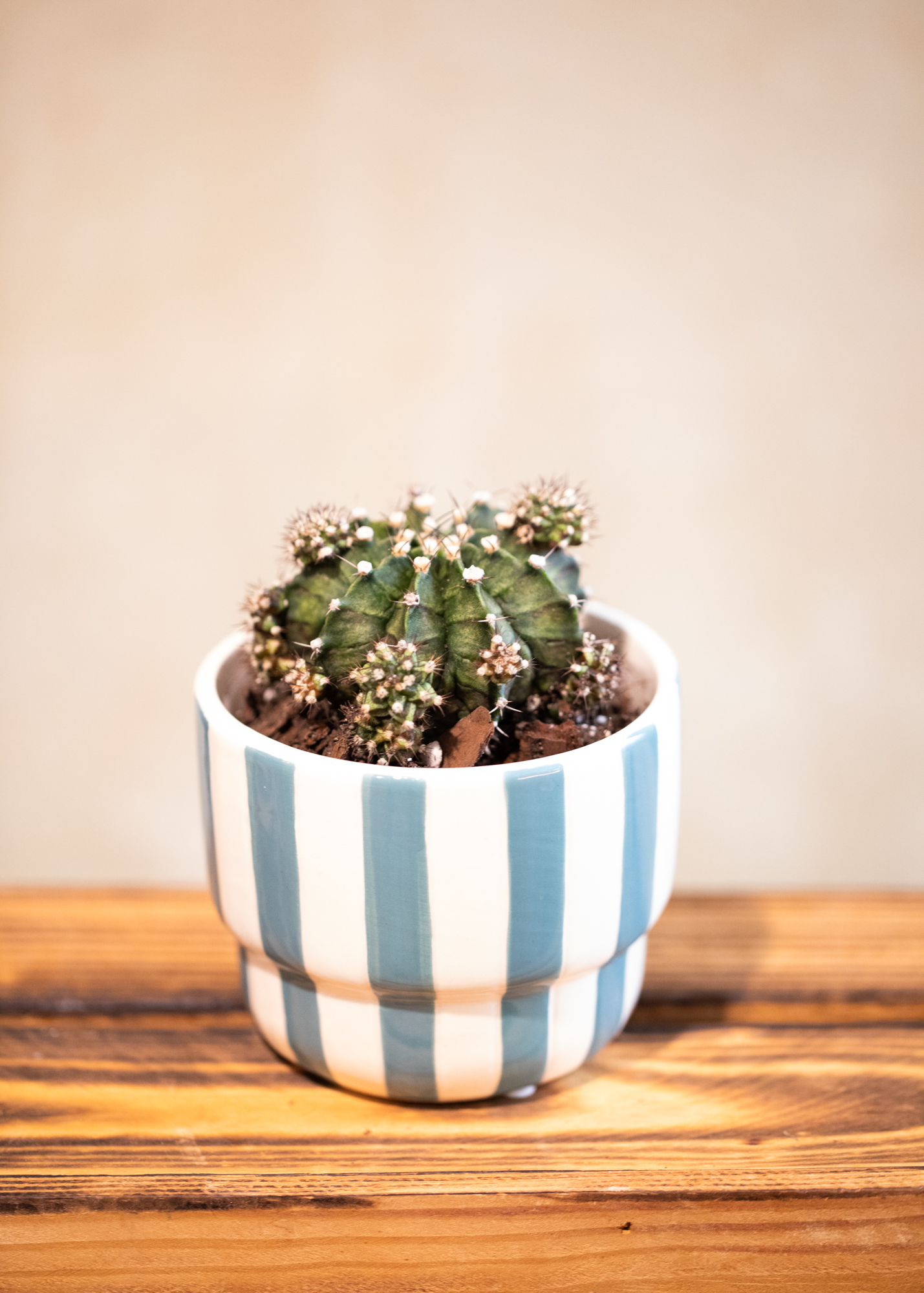 Gymnocalycium mihanovichii