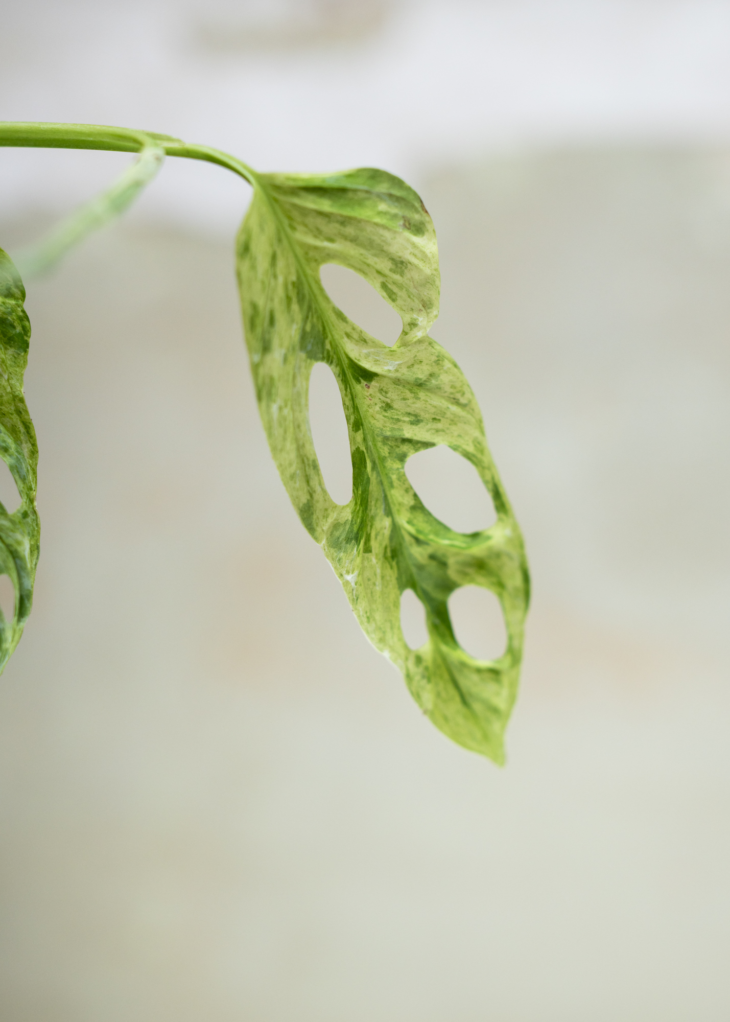 Monstera Adansonii Variegata 'Indonesian Marble'