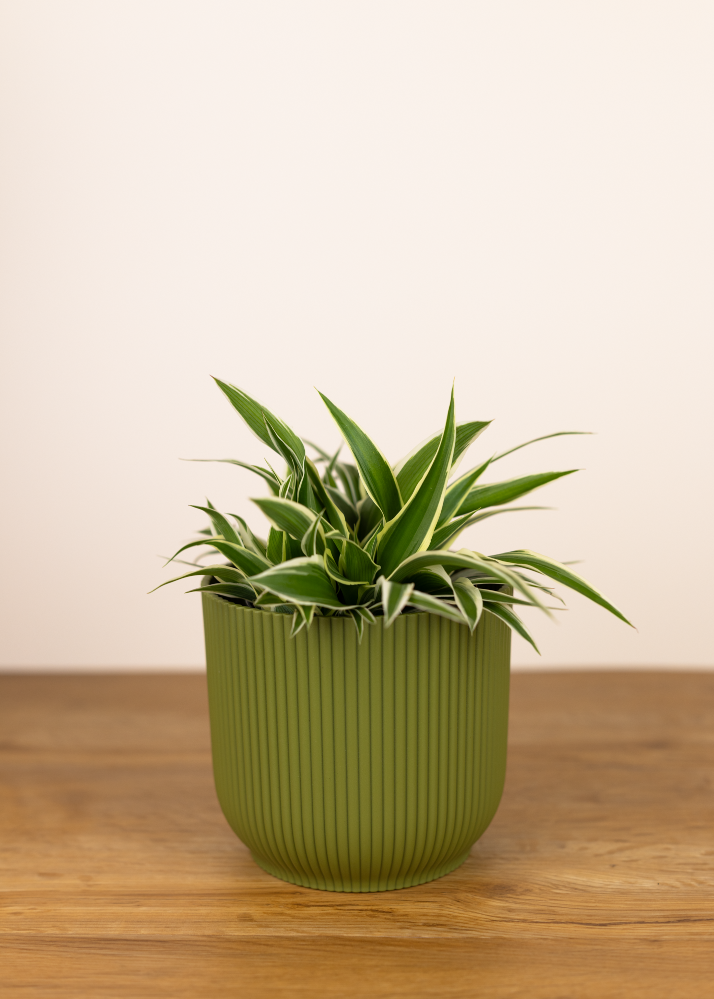 Chlorophytum comosum ocean