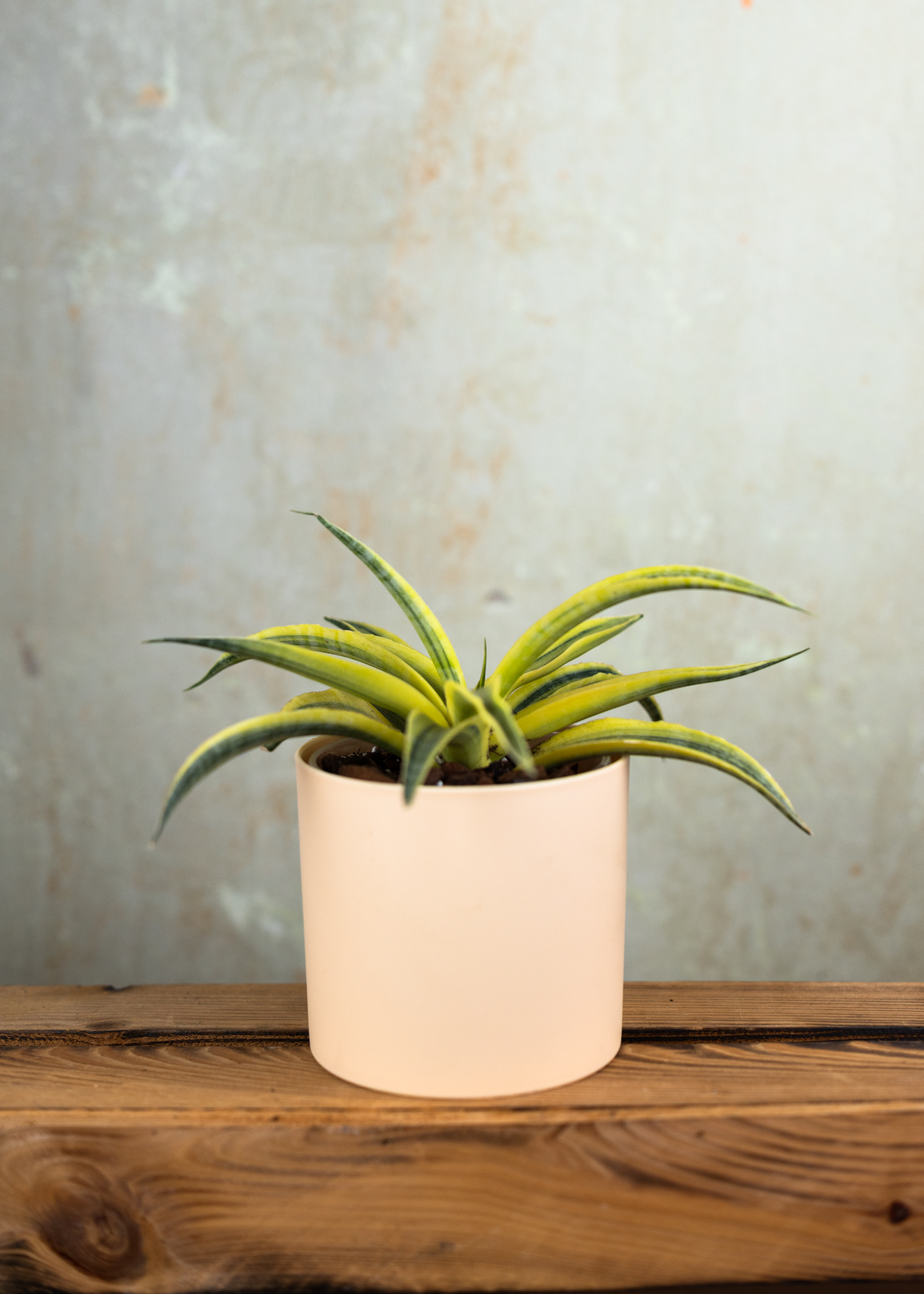 Sansevieria (Draceana) cordova variegata