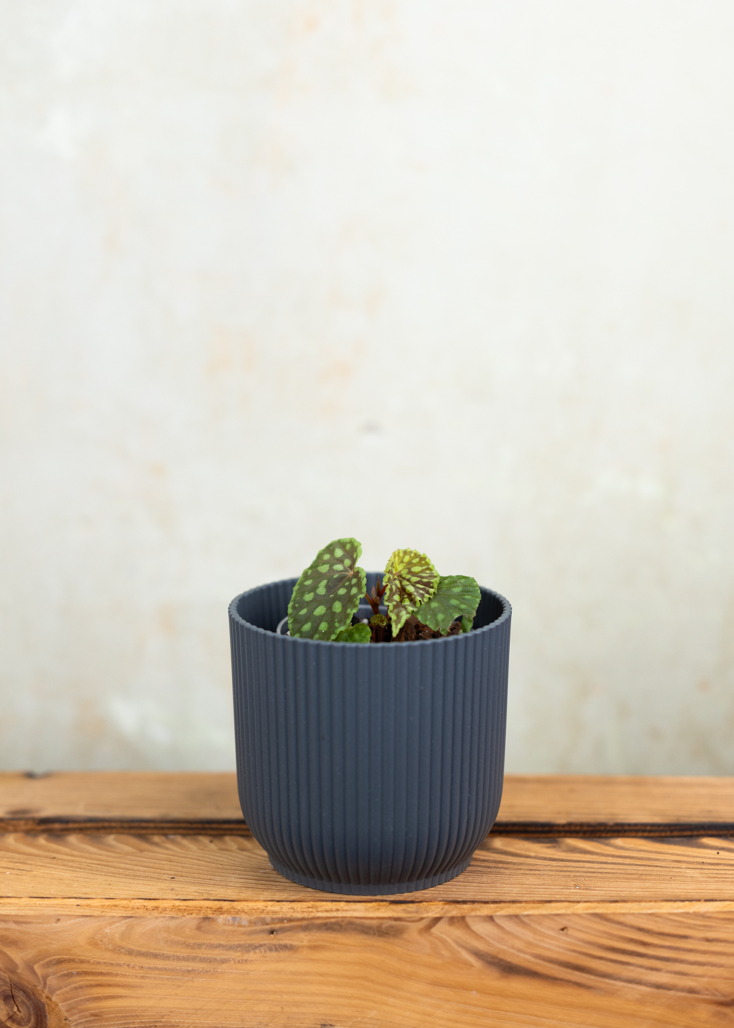 Begonia Chlorosticta