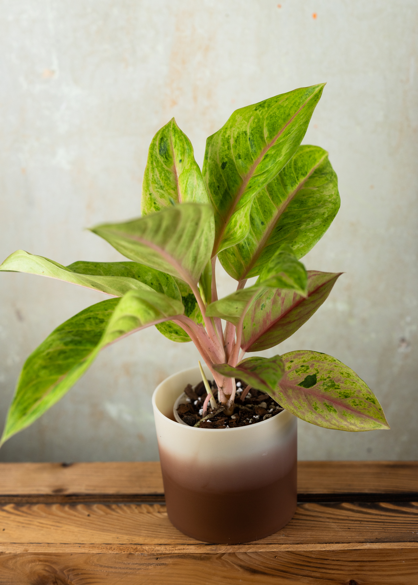 Aglaonema golden papaya