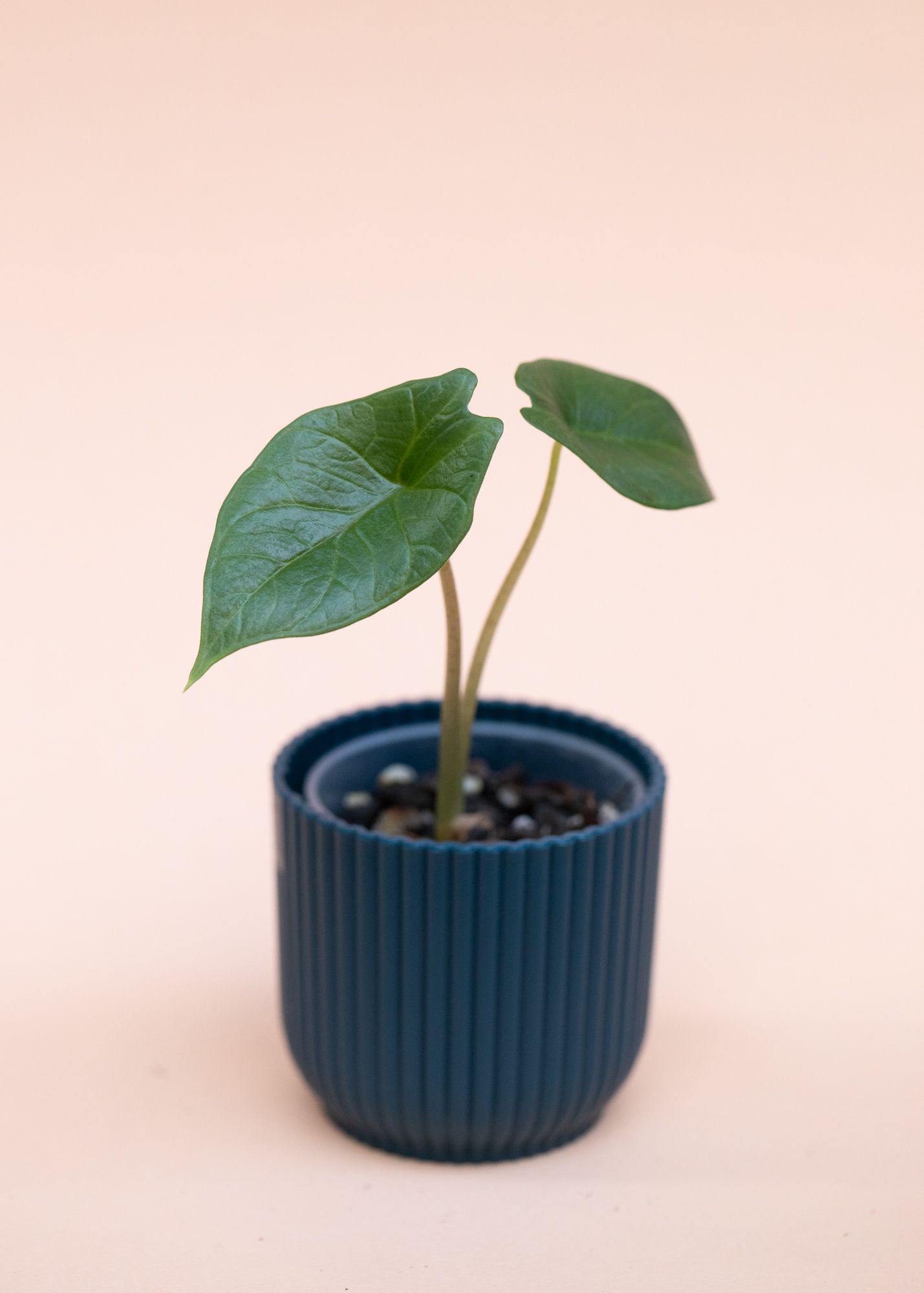 Alocasia Scalprum S