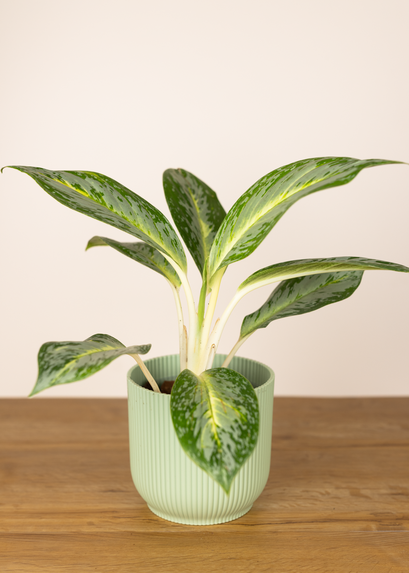 Aglaonema lemon honey
