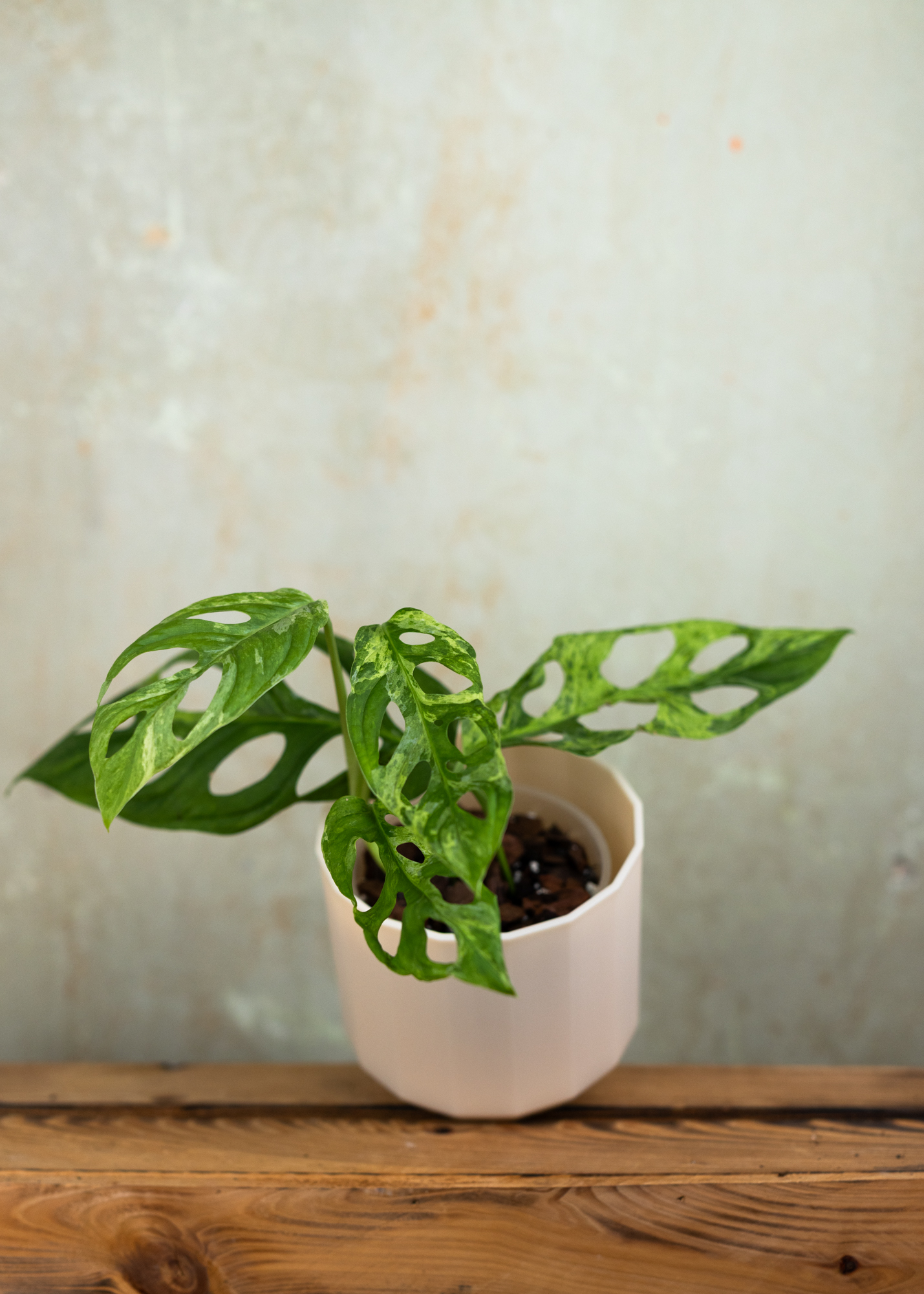 Monstera Adansonii Variegata 'Indonesian Marble'