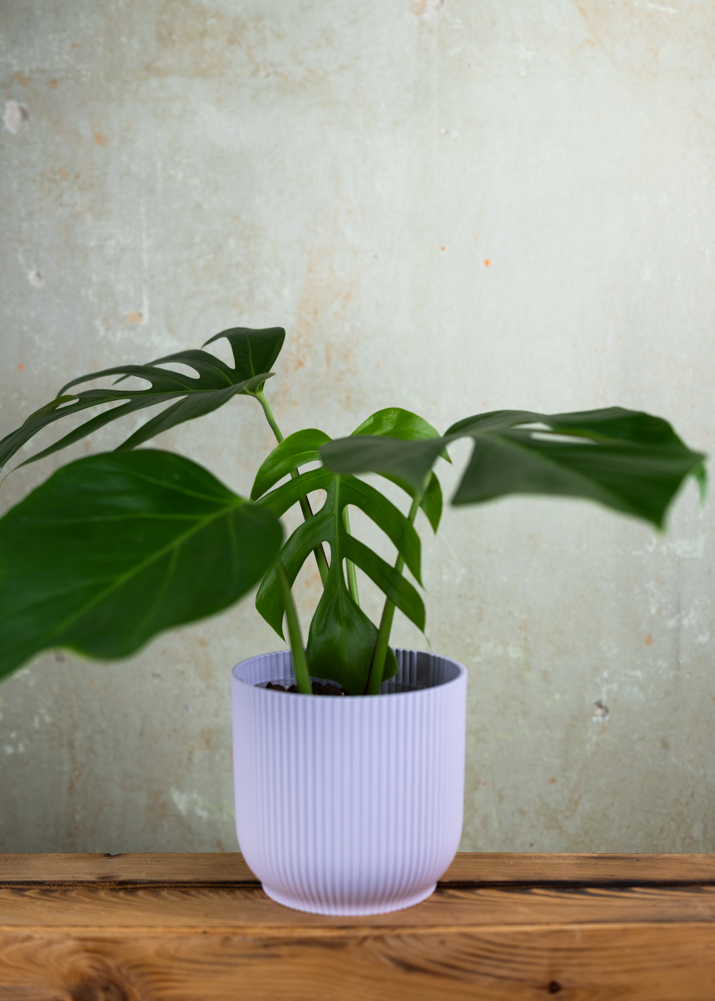 Monstera deliciosa var. sierrana Hawaii 