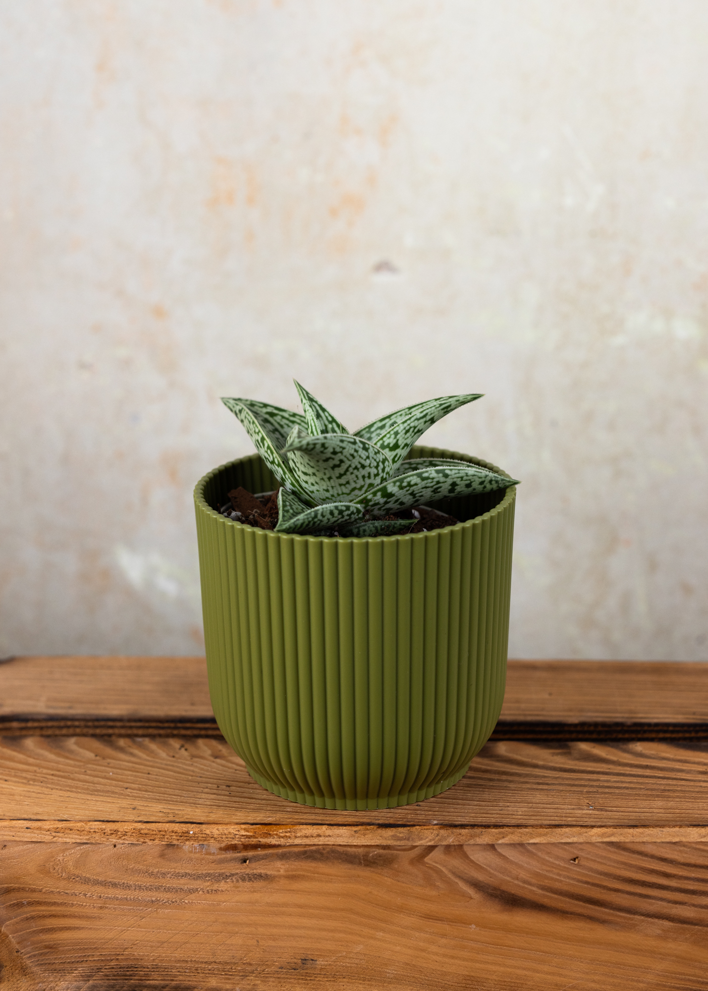 Aloe variegata Aloe variegata