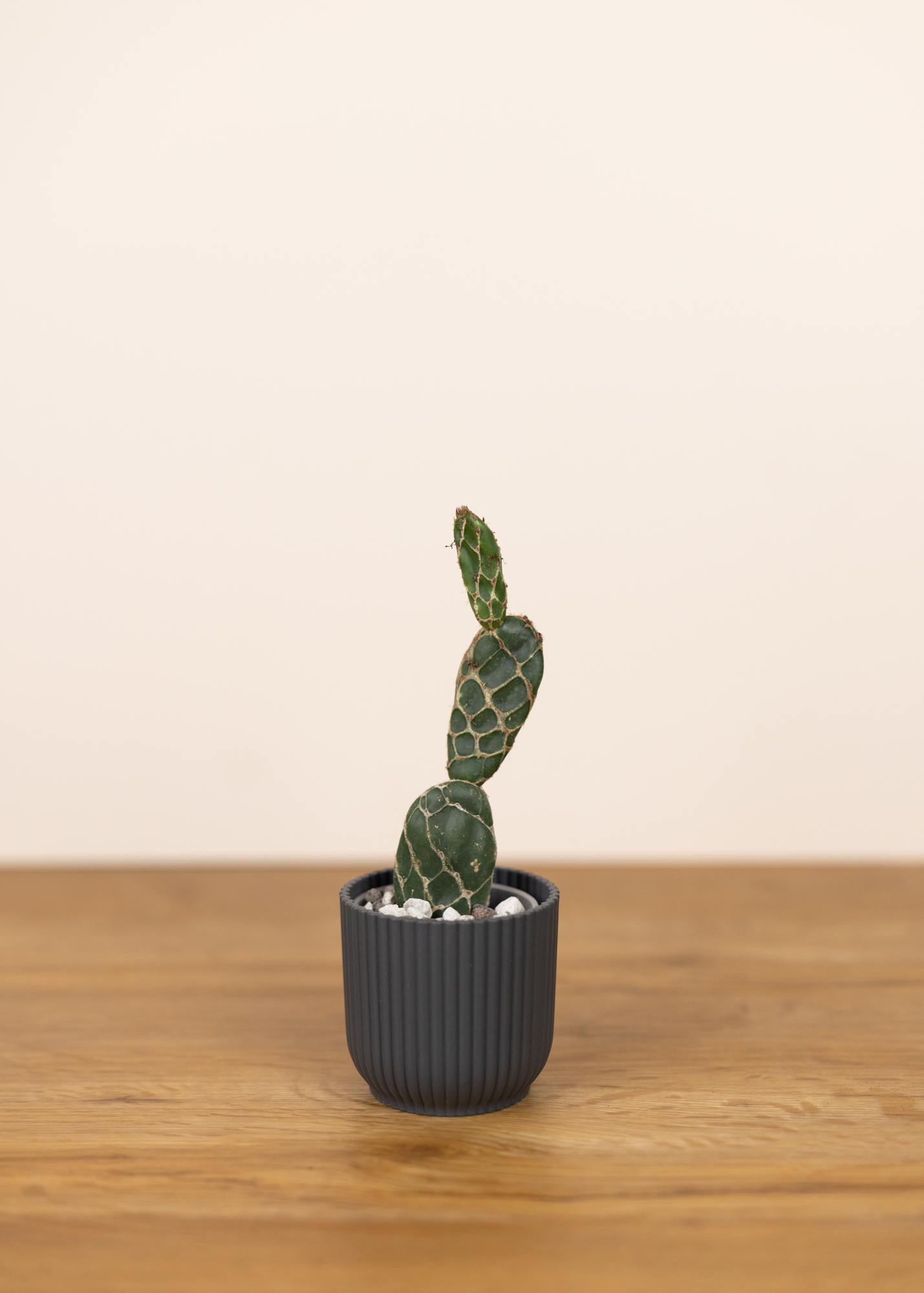 Opuntia reticulata cobra
