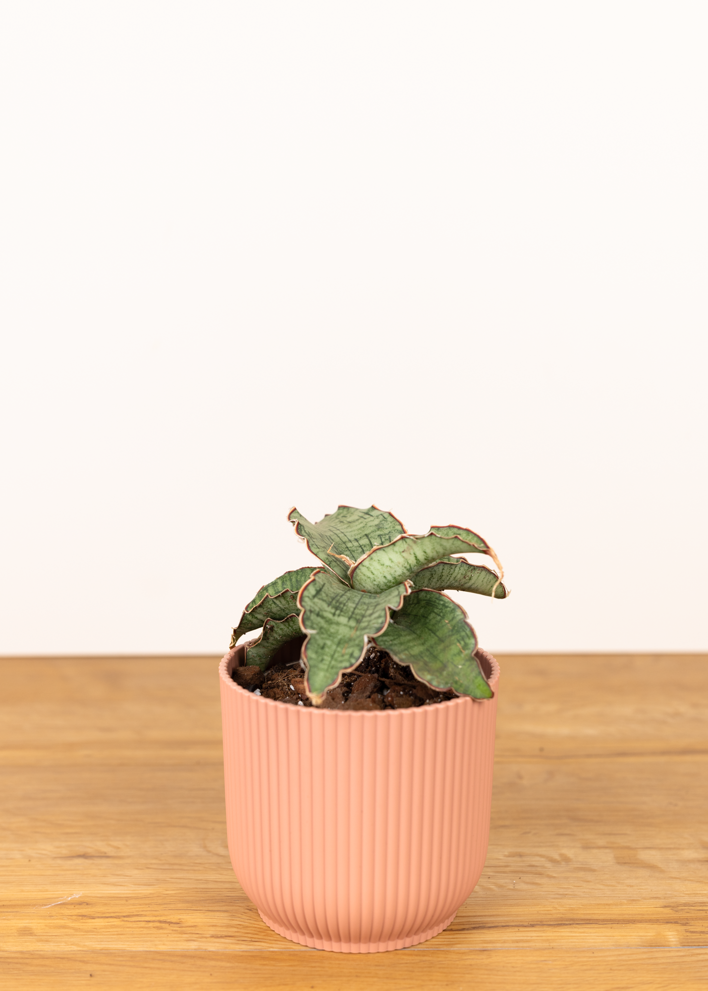 Sansevieria kirkii silver blue