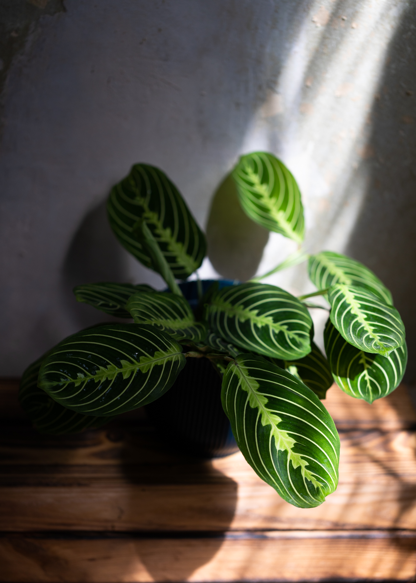 Maranta Leuconeura Lemon Lime