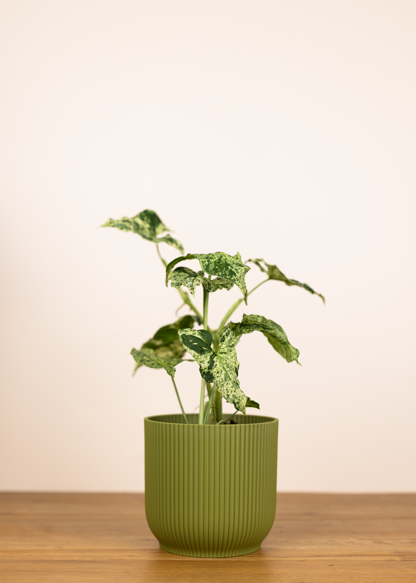 Syngonium podophyllum Mottled 